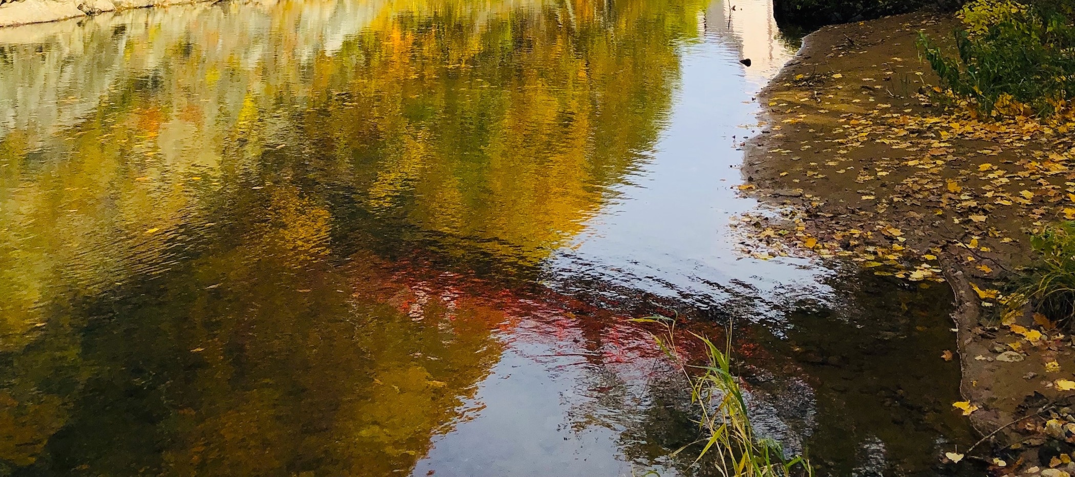 北海道｜秋櫻波波草＆八劍山BBQ＆定山溪／豐平峽紅葉一日遊