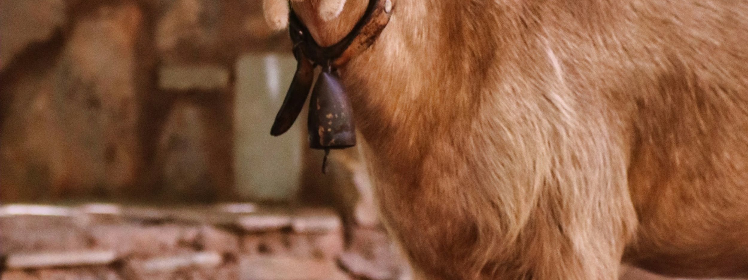 A photogenic goat.