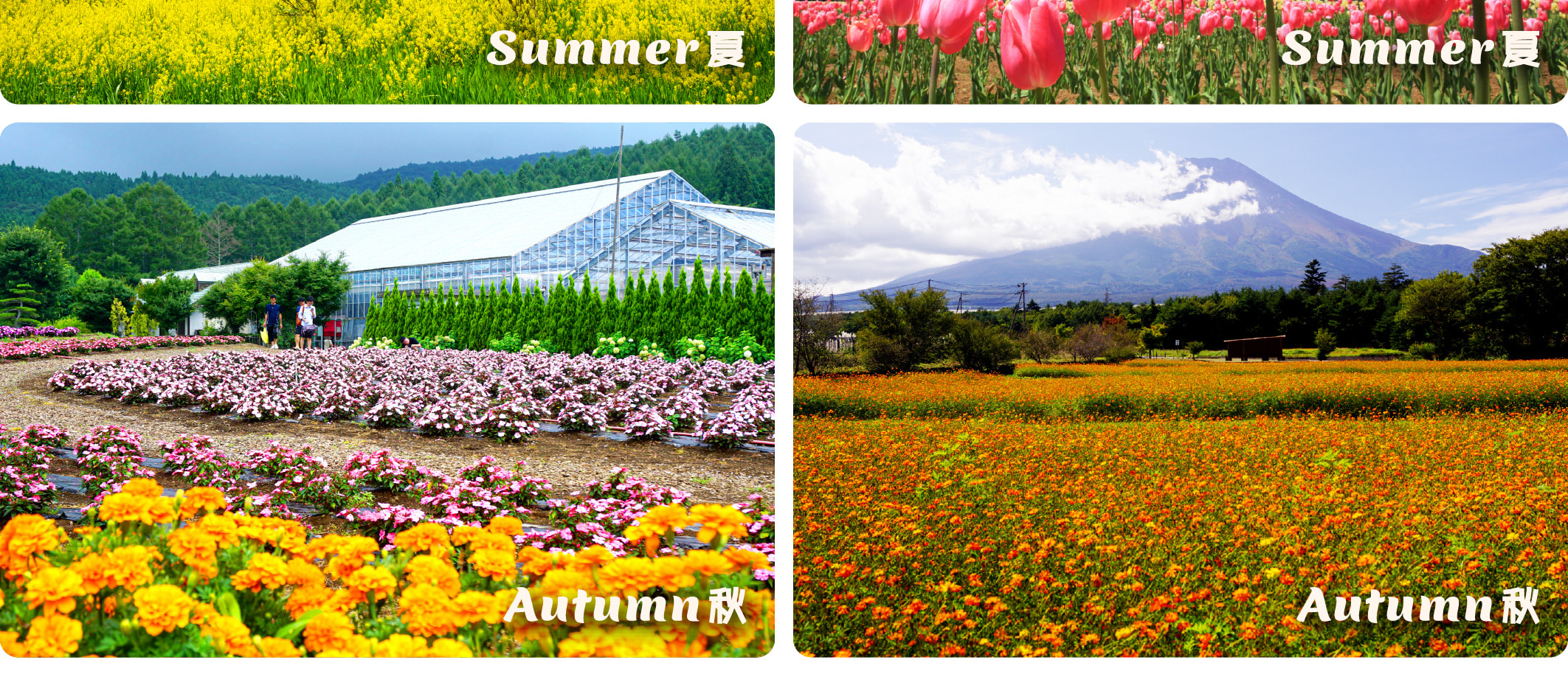 富士山 & 箱根精華遊: 山中湖/忍野八海/新倉山淺間公園/大石公園/羅森打卡/大涌谷/大淵笹場/雕刻之森美術館 (中/英/韓語導遊)