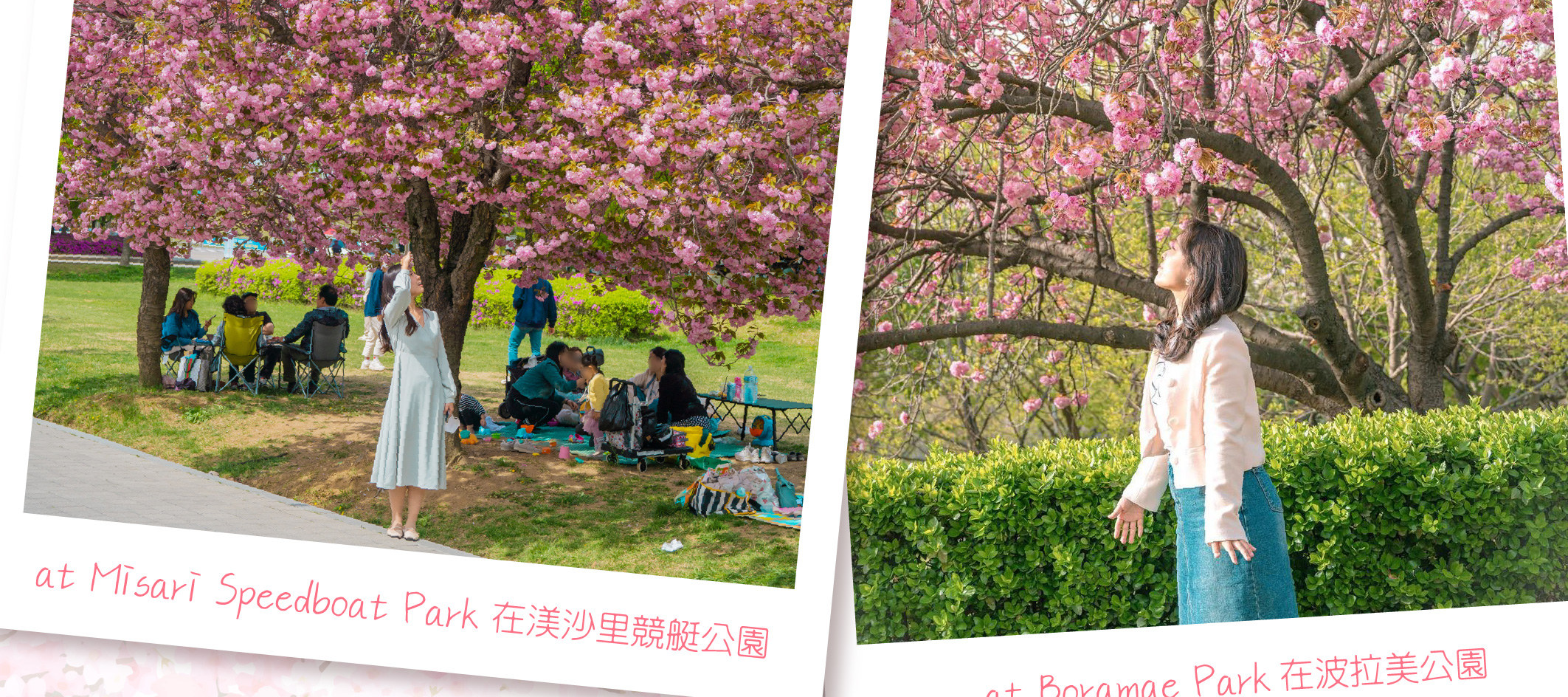 首爾八重櫻花一日遊（首爾出發）