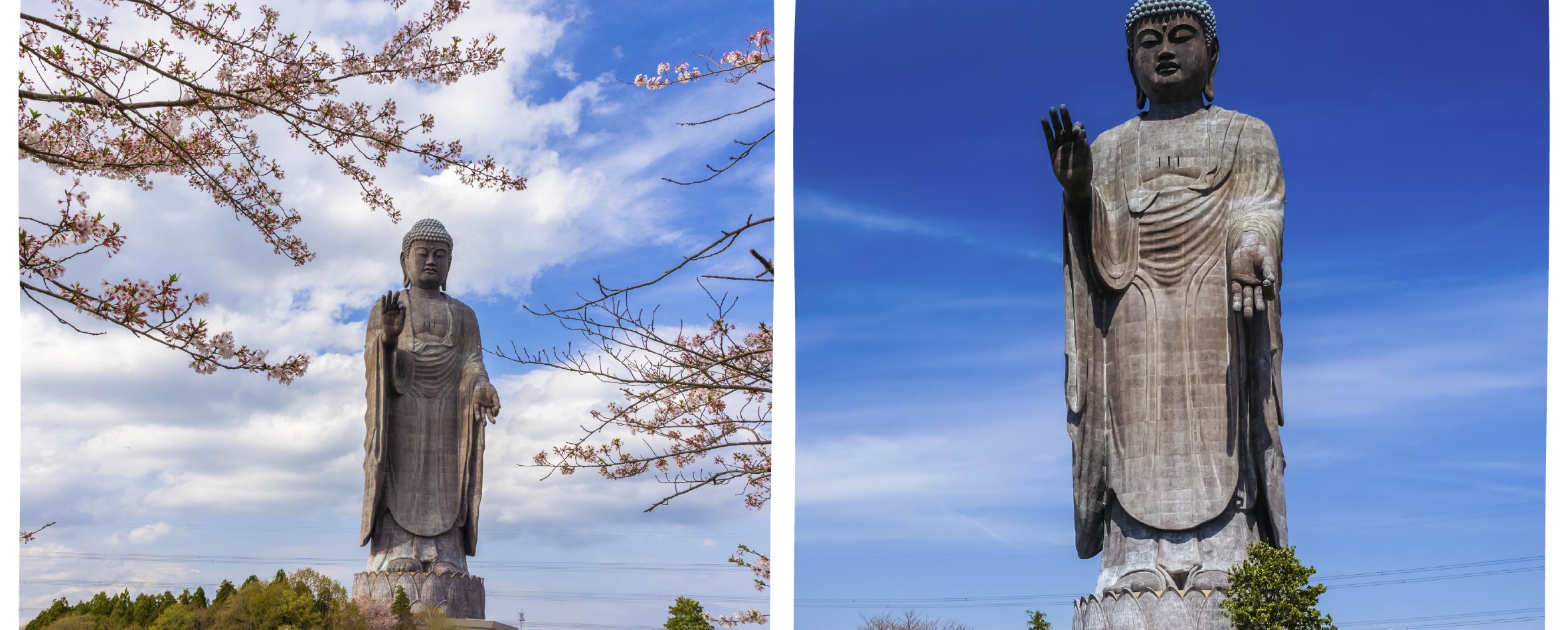 季節限定: 國營常陸海濱公園 & 足利花卉公園一日遊 (東京出發)