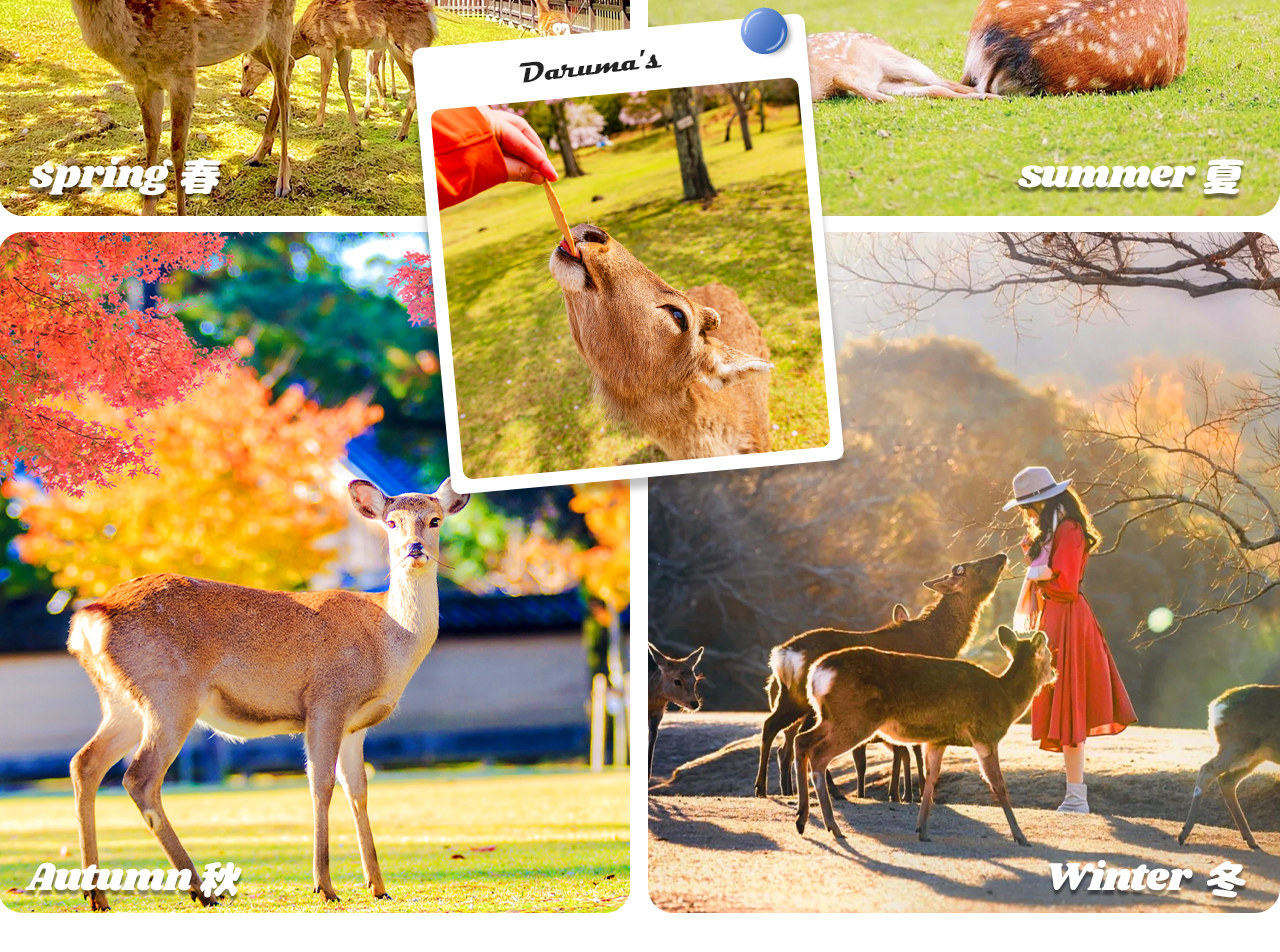 奈良公園是梅花鹿的樂園，遊客可與溫順的小鹿親密互動，感受古都的自然魅力。
