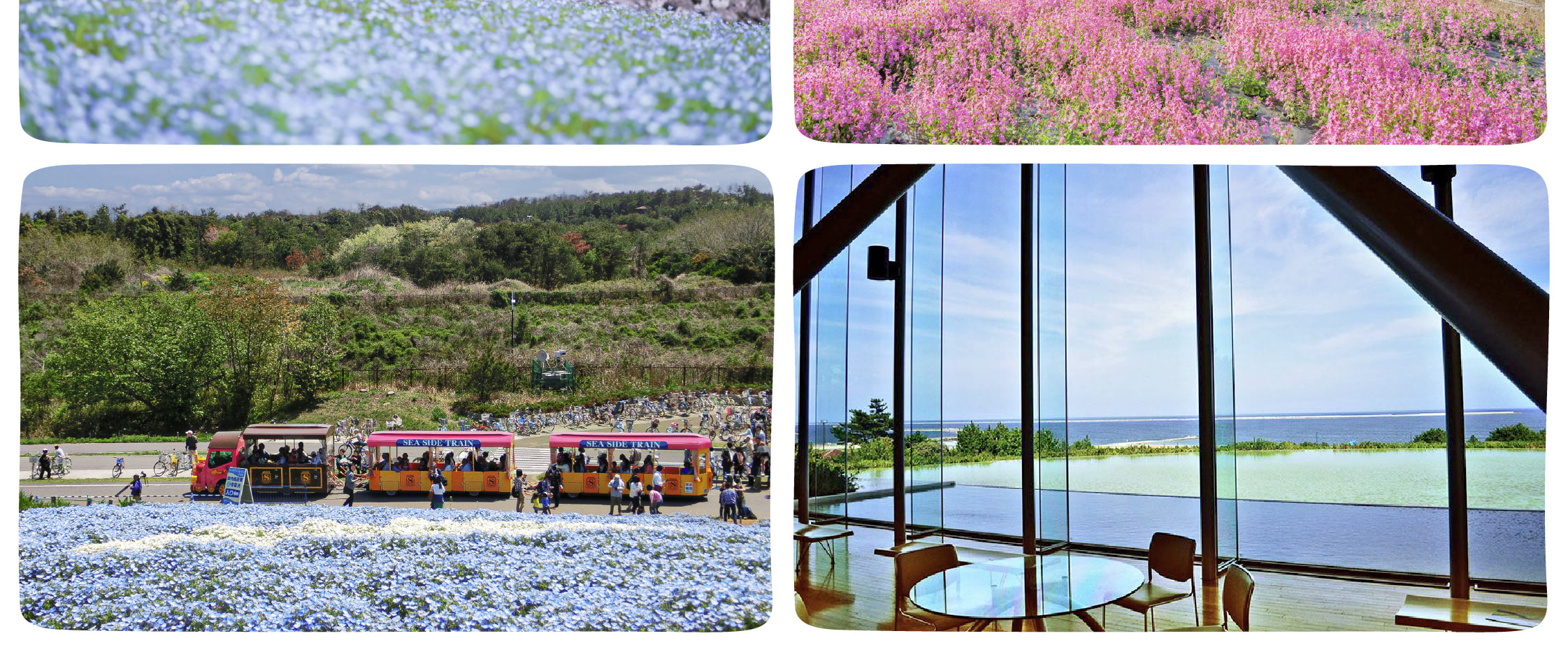 季節限定: 國營常陸海濱公園 & 足利花卉公園一日遊 (東京出發)