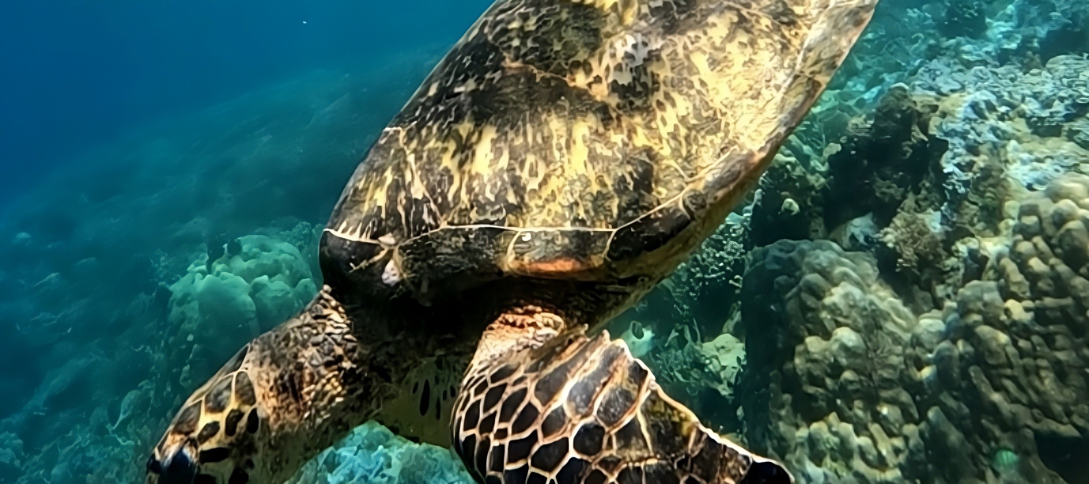 龍目島秘密島嶼私人浮潛之旅（含GoPro）