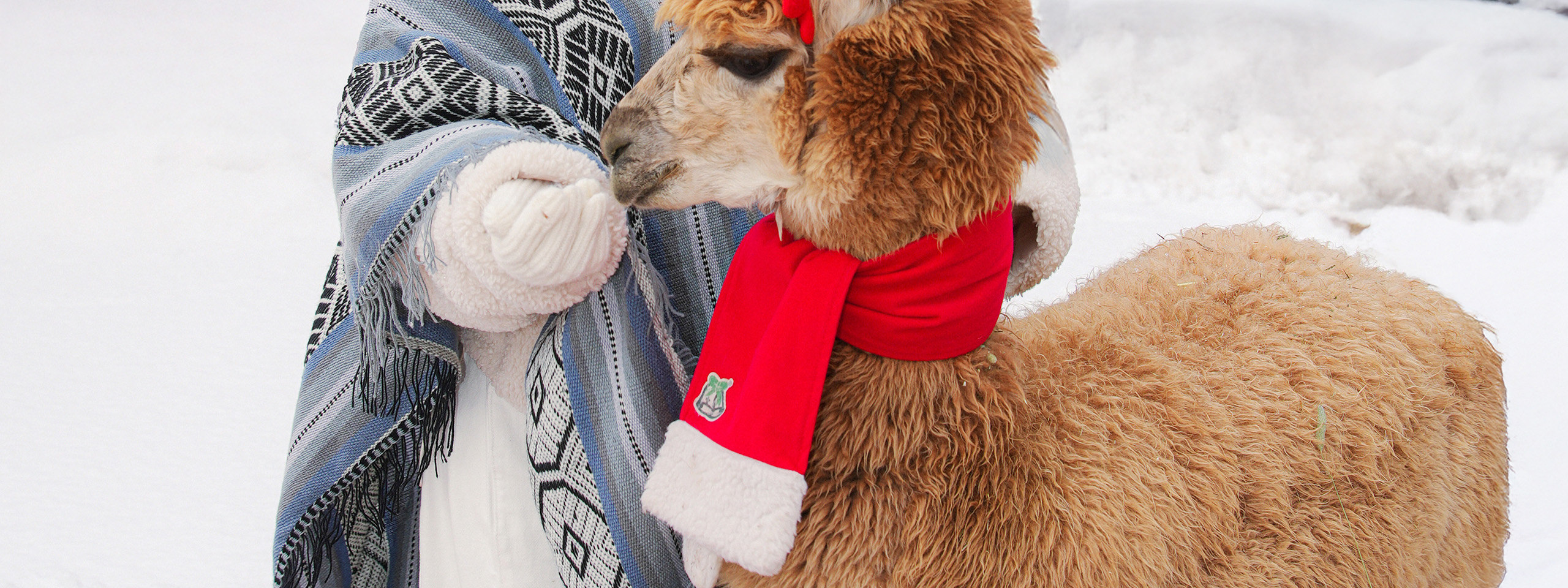 在草泥馬樂園近距離接觸草泥馬,與可愛的動物互動 在草泥馬樂園近距離接觸草泥馬,與可愛的動物互動