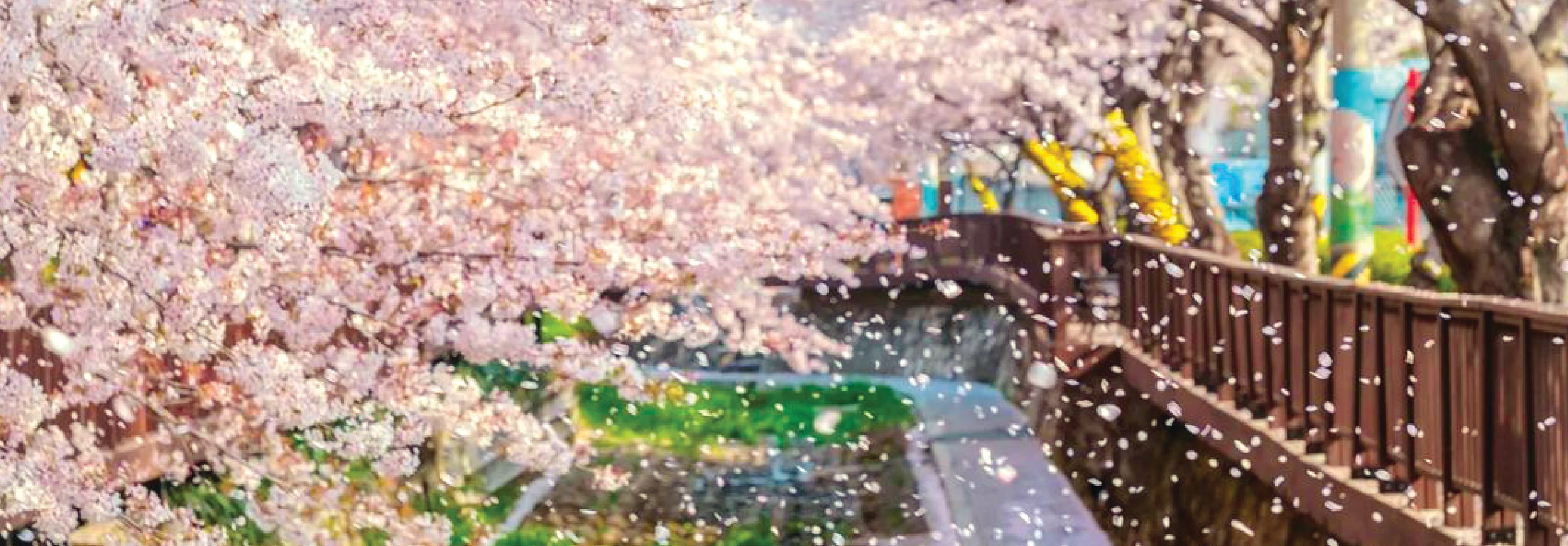 鎮海軍港節賞櫻一日遊（首爾／釜山出發）