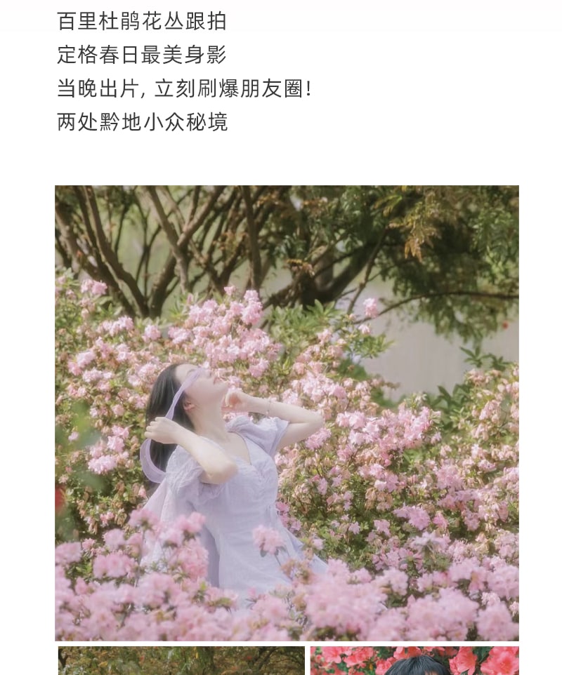 貴州百里杜鵑5日賞花之旅(貴陽往返+四鑽酒店+贈送旅拍+百里杜鵑+青巖古鎮+織金洞+黃果樹瀑布）