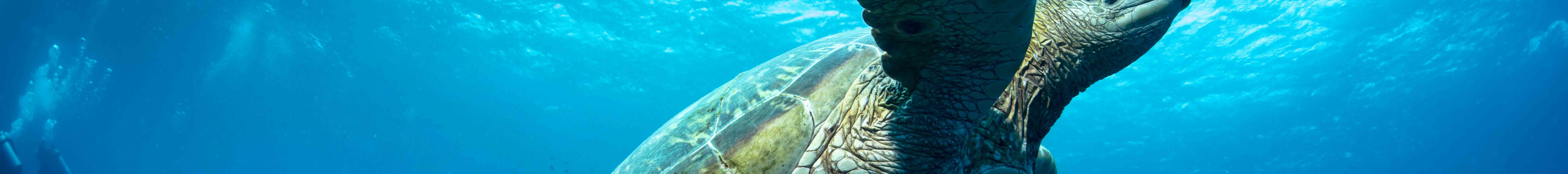 PADI Discover Scuba Diving