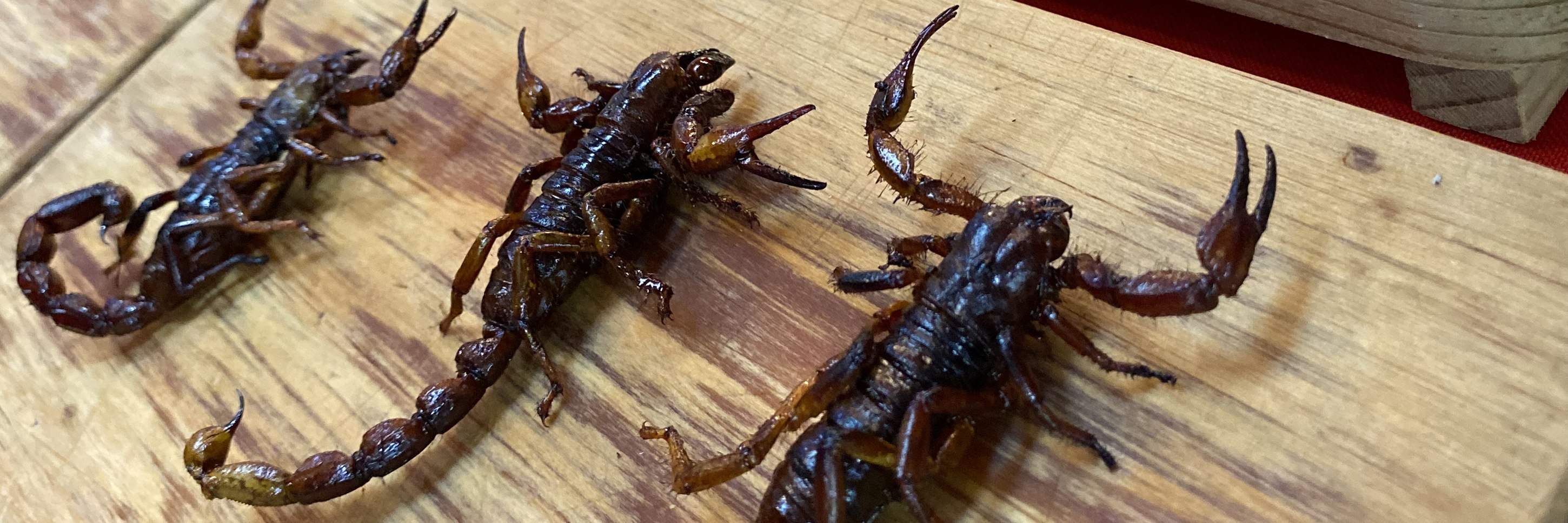 墨西哥城塔可餅＆異國料理＆當地市場美食文化導覽