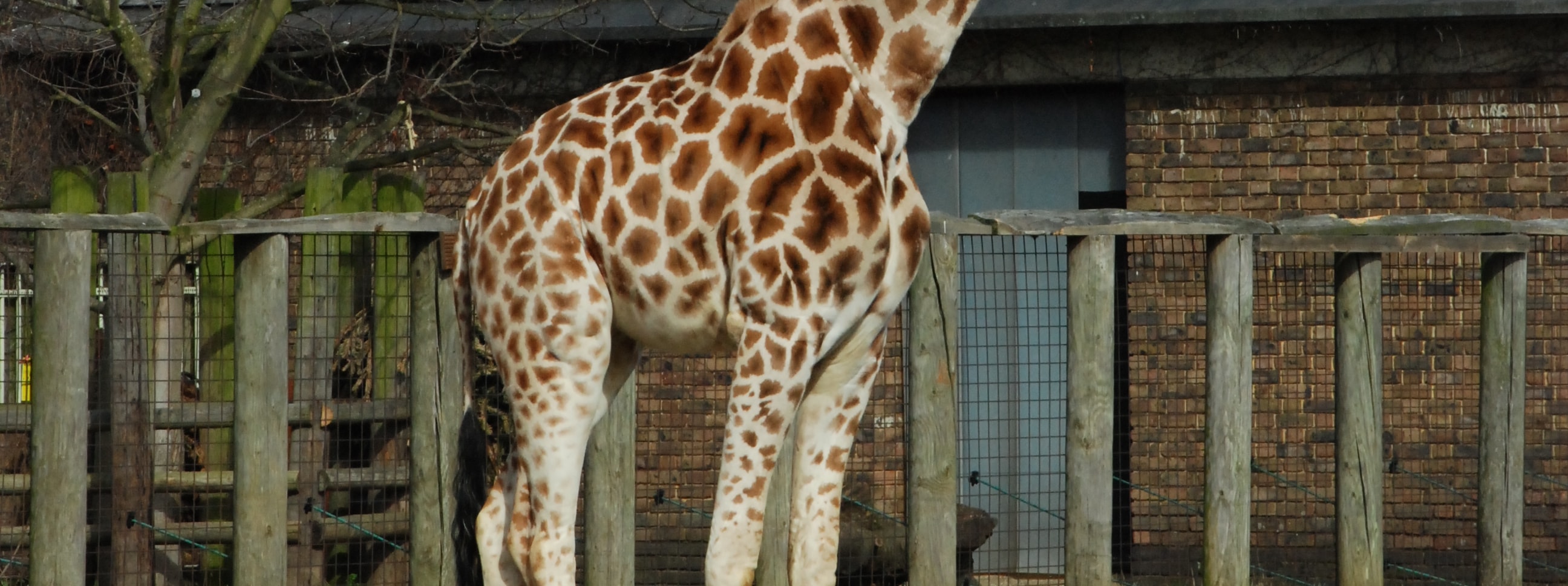倫敦動物園門票
