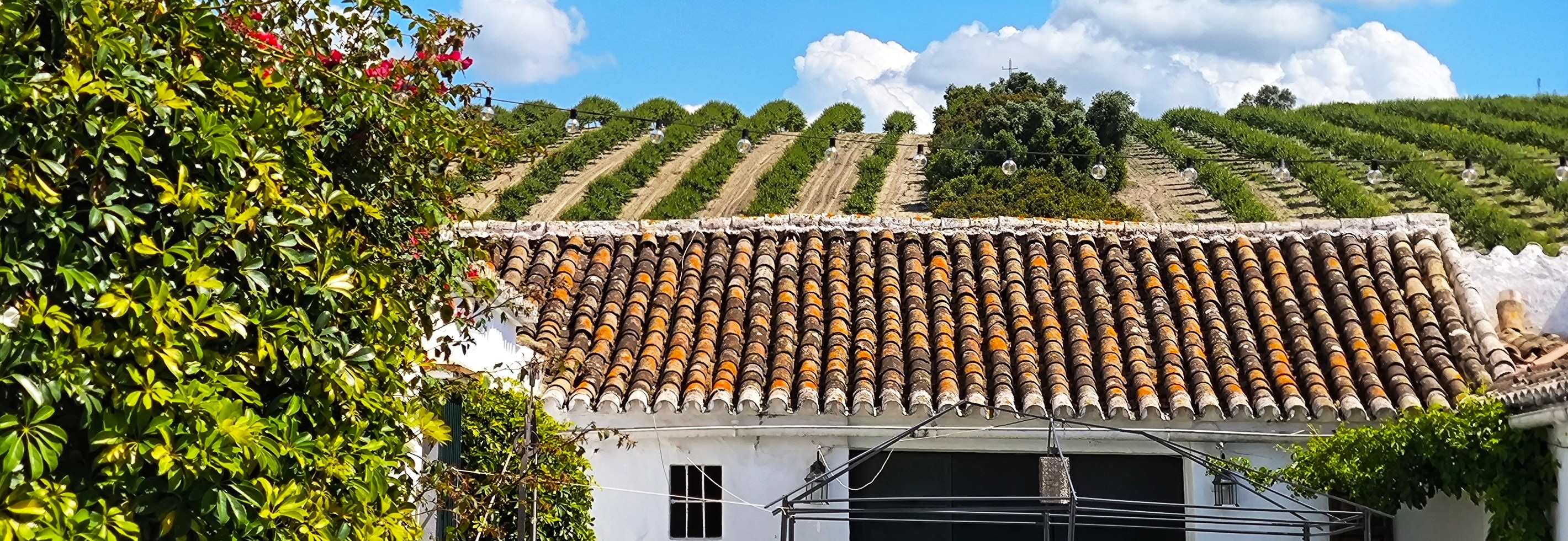 Seville El Callejón Private Olive Oil Mill 2-Hour Tour - Thumbnail 4