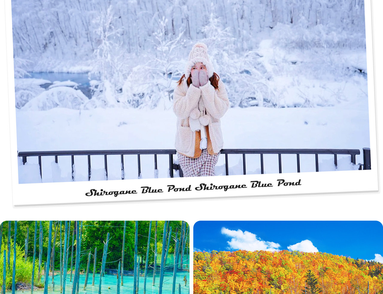 青池以夢幻湛藍的池水和倒映枯木的獨特景緻聞名，是北海道美瑛最具代表性的自然奇觀之一。