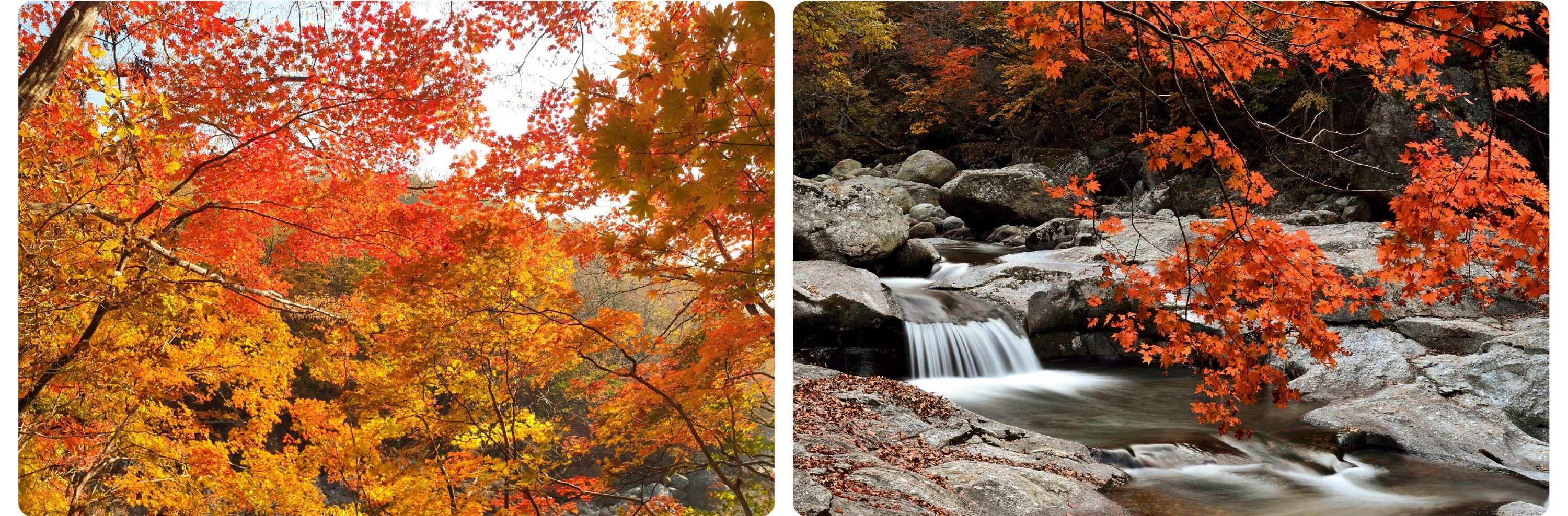 智異山紅葉一日遊（釜山出發）