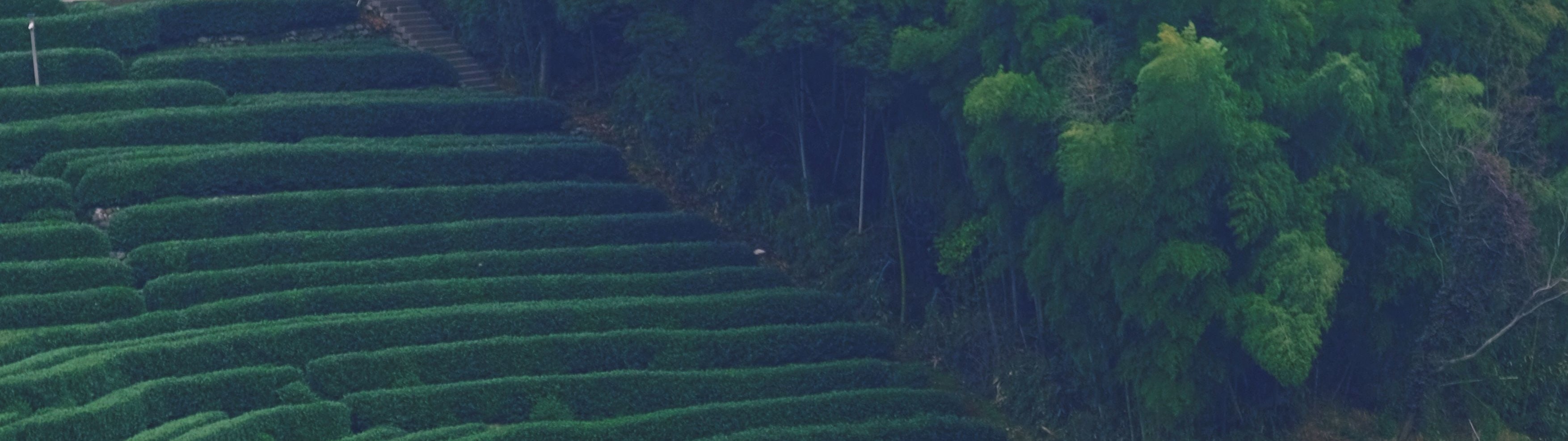 龍井村茶園全景