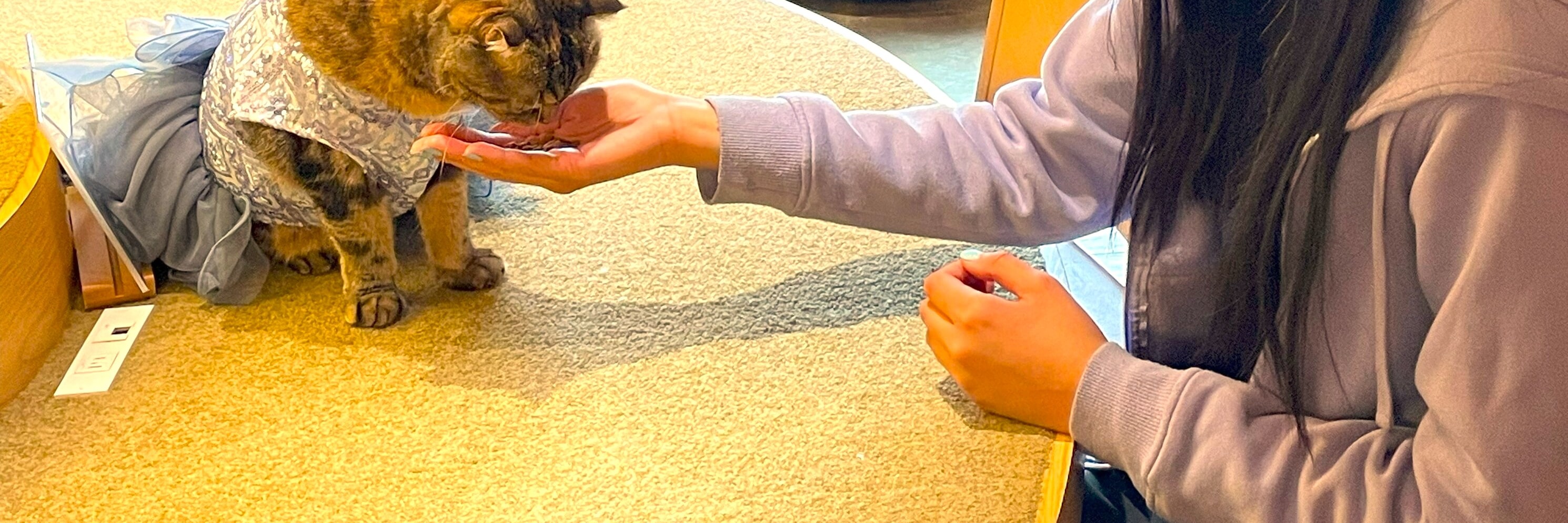 Enjoy your time playing with the lovely cats at Japan's "largest" cat cafe. It's the largest and clean cat café lounge in Japan,