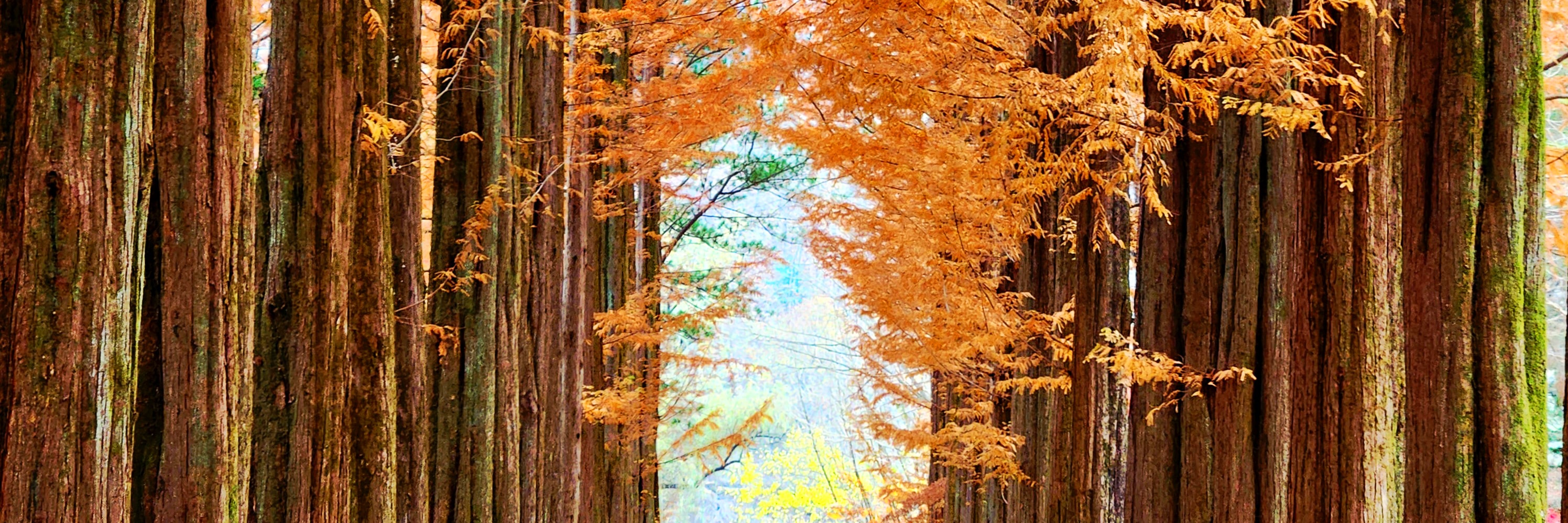 秋天為這座島嶼披上金黃的銀杏與繽紛的秋日楓紅。 秋天為這座島嶼披上金黃的銀杏與繽紛的秋日楓紅。