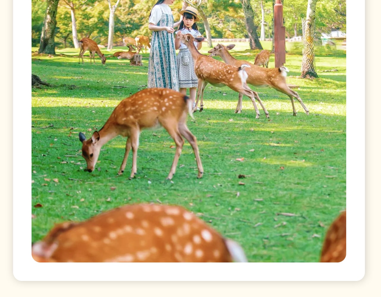 奈良公園,可同時看到「鹿和楓葉」,公園裡的紅葉在常綠樹的鮮綠對比之下,更顯豔麗。位於奈良市若草山麓的都市公園,東大寺、春日大社等奈良的名勝古蹟都在這裡,是遊奈良的必到之處。 奈良公園,可同時看到「鹿和楓葉」,公園裡的紅葉在常綠樹的鮮綠對比之下,更顯豔麗。位於奈良市若草山麓的都市公園,東大寺、春日大社等奈良的名勝古蹟都在這裡,是遊奈良的必到之處。