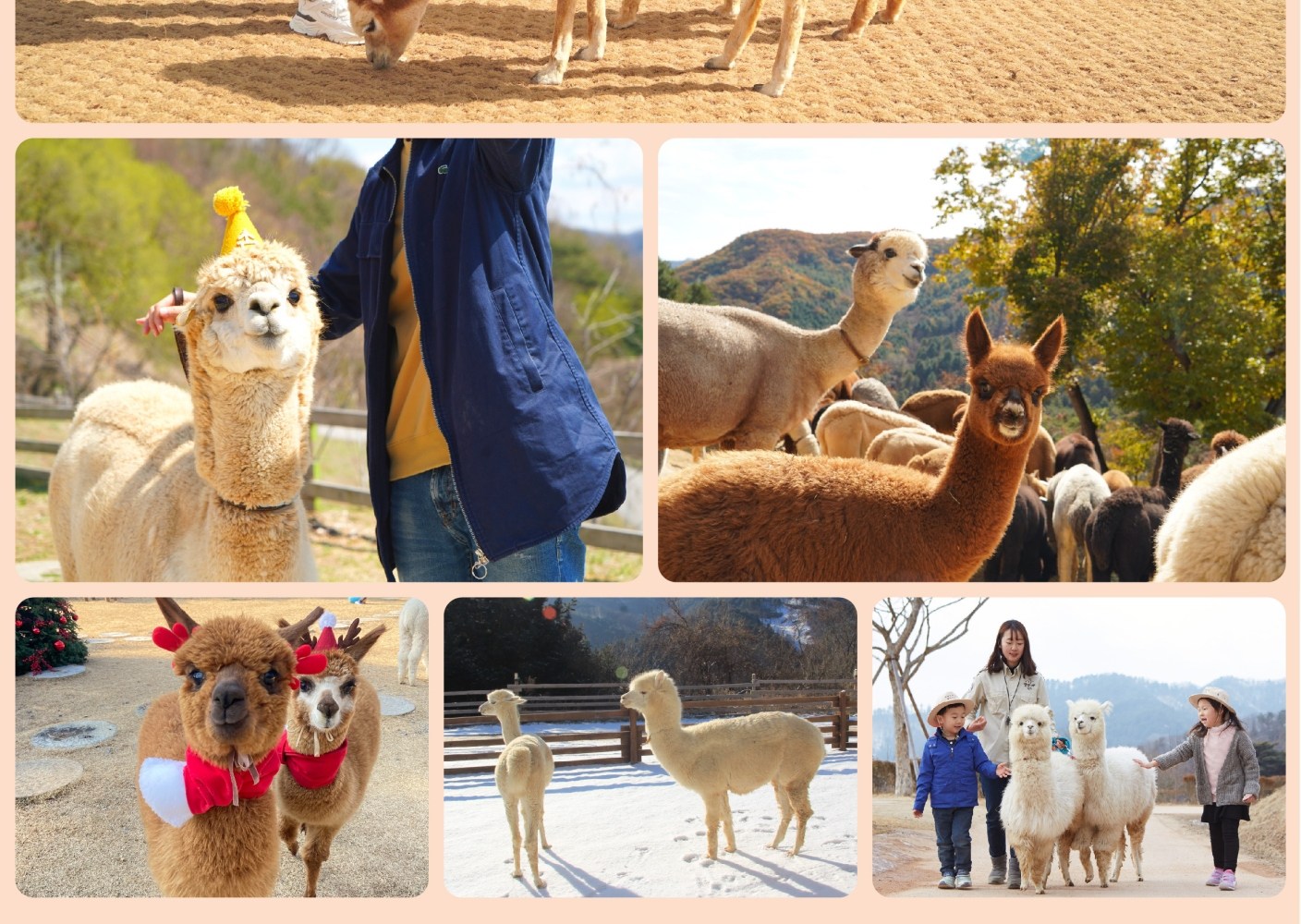 The Stay Healing Park / 草泥馬樂園 / 南怡島 / 鐵道自行車一日遊（首爾出發）