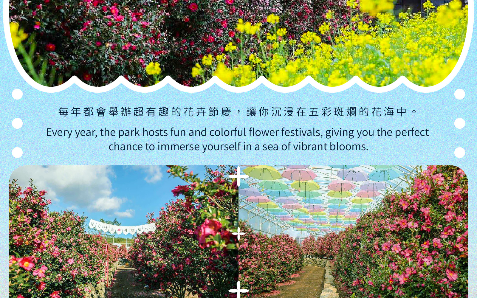 Jeju Eastern / Western / Cherry Blossom / Hydrangea / Private Tour 