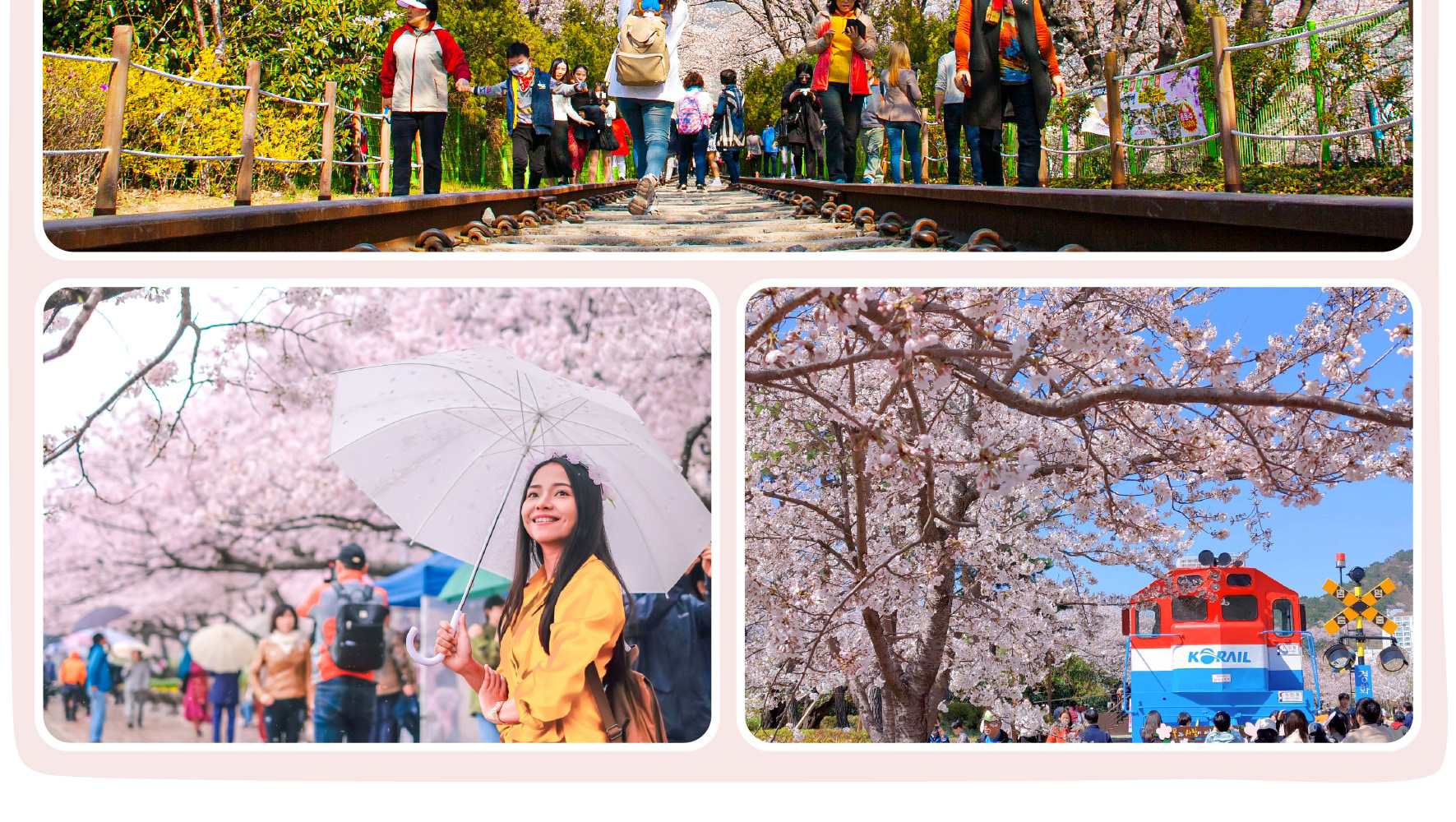 鎮海櫻花節一日遊（首爾和釜山出發）