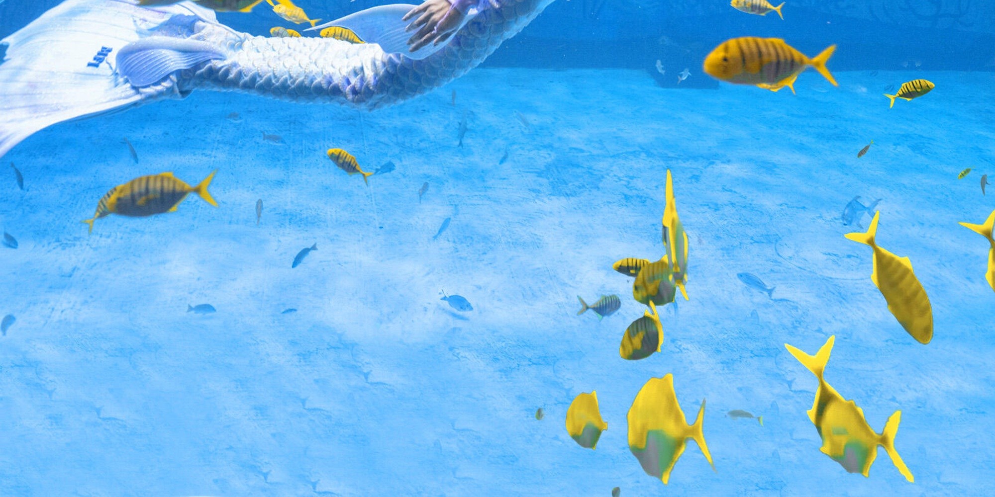 Mermaids dance with golden fish, Haichang Ocean Park, immersive and unlock the romantic secrets of the seabed