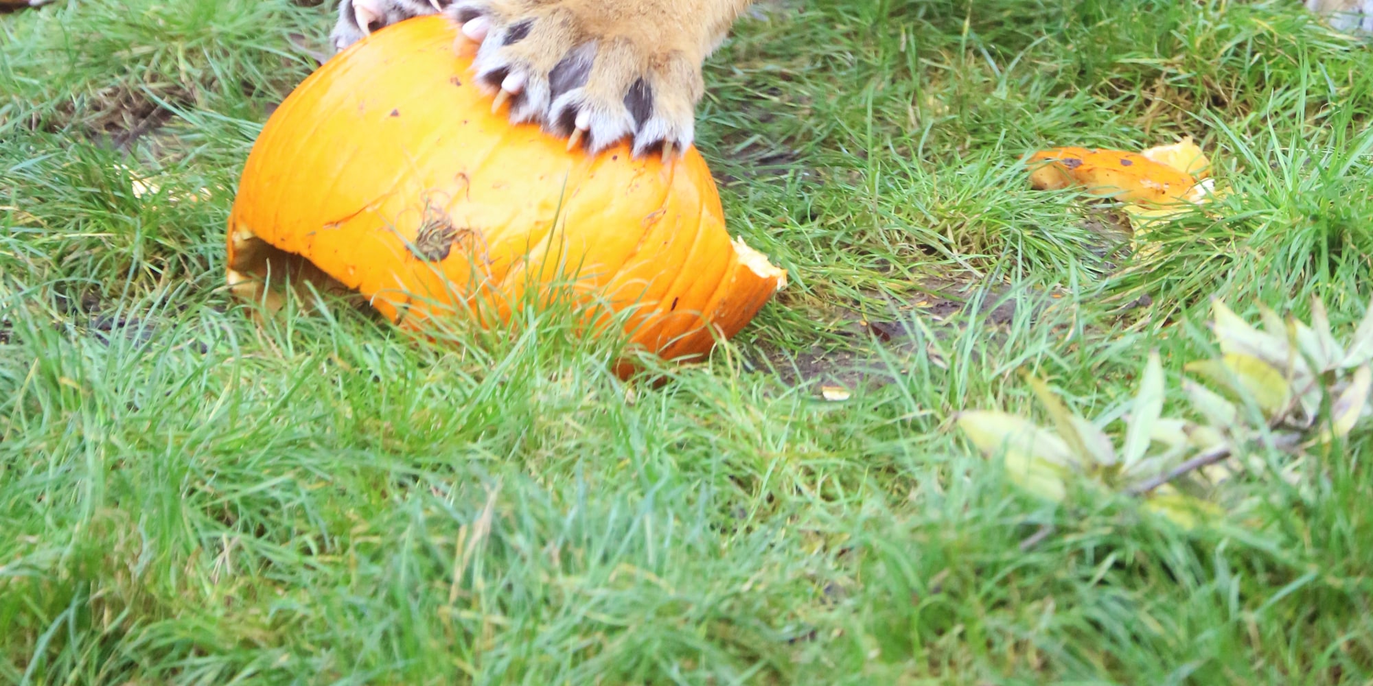 倫敦動物園門票