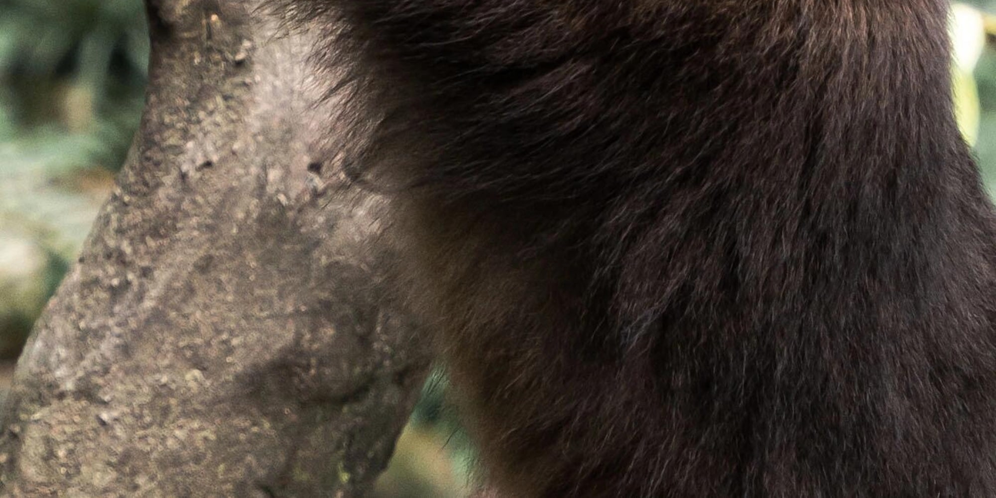 The Emei monkeys are lively and agile. You can meet them in the forest, feel the wildness of nature, and leave unforgettable mountain memories.