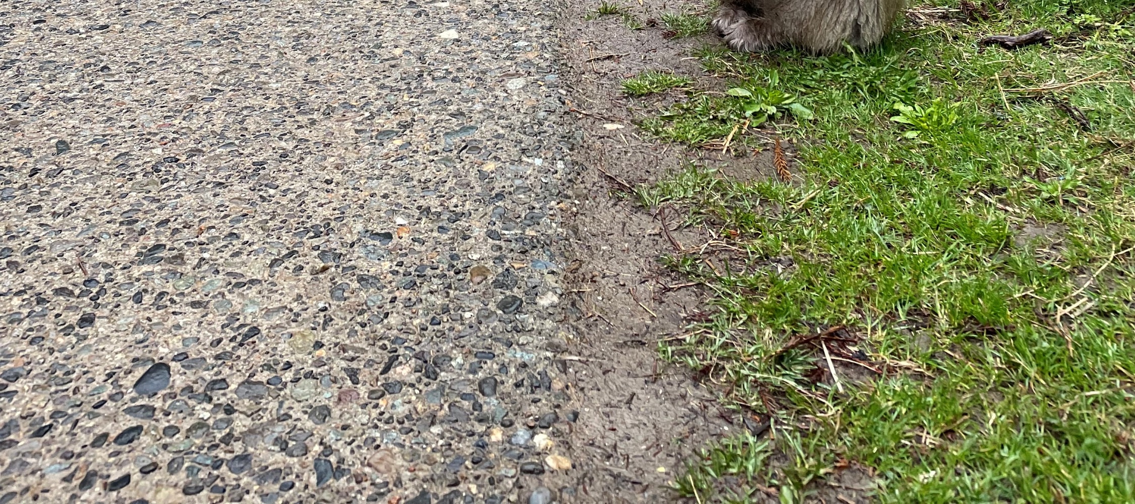 長野雪猴公園與渋溫泉一日遊（野澤溫泉出發）