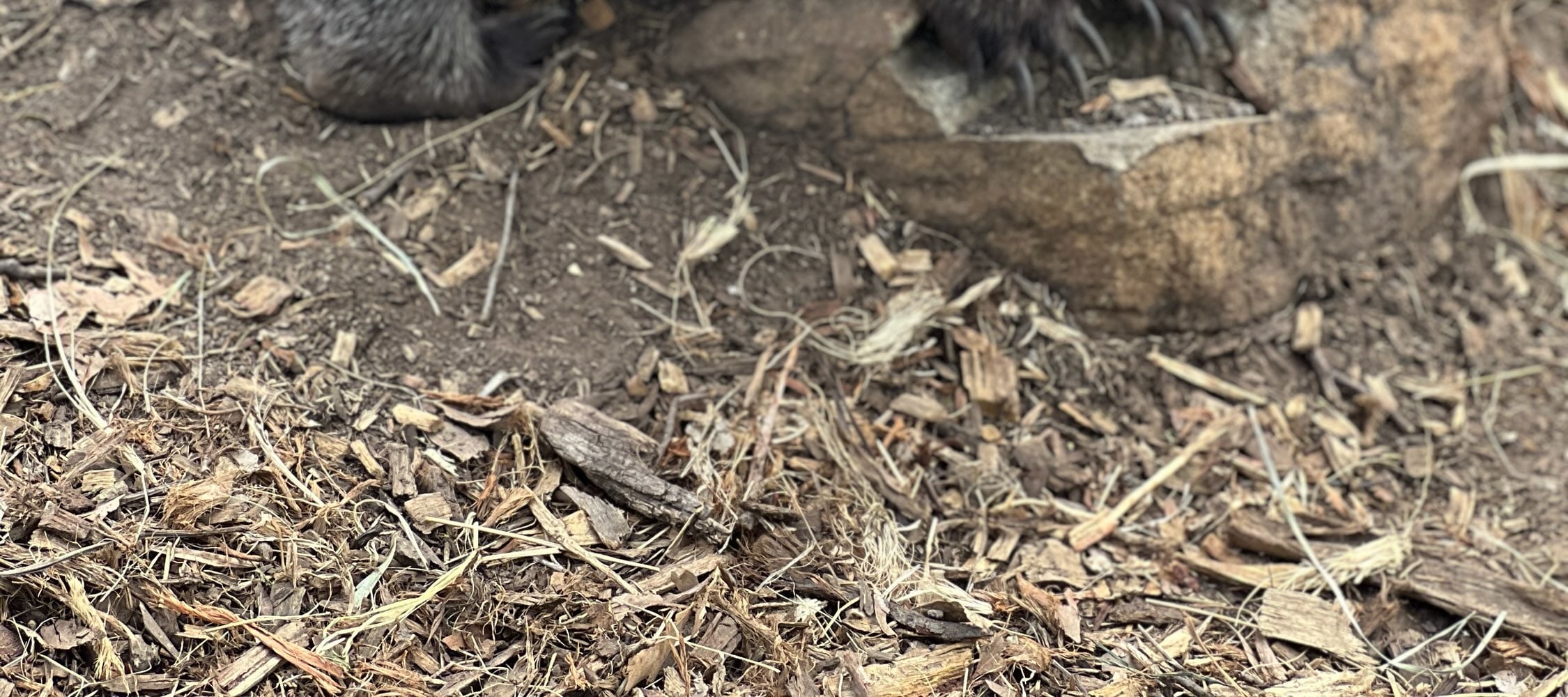 Richmond and Borong Wildlife Sanctuary Half Day Tour from Hobart