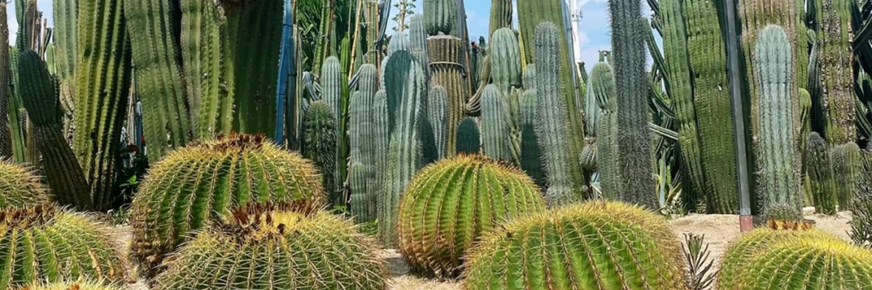 福建廈門植物園&南普陀&廈門大學1日遊（探秘廈門植物園+南普陀寺+邂逅廈門大學+感受華僑領袖陳嘉庚精神+體驗佛教文化+廈門往返）