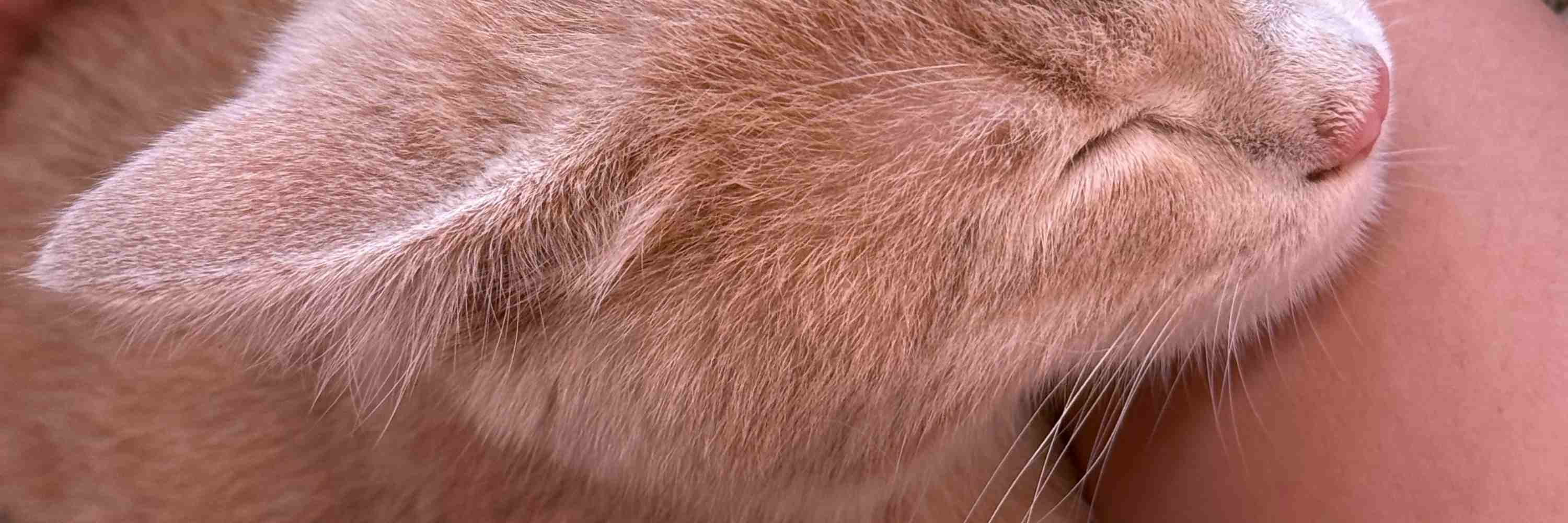 犬山貓咪咖啡館