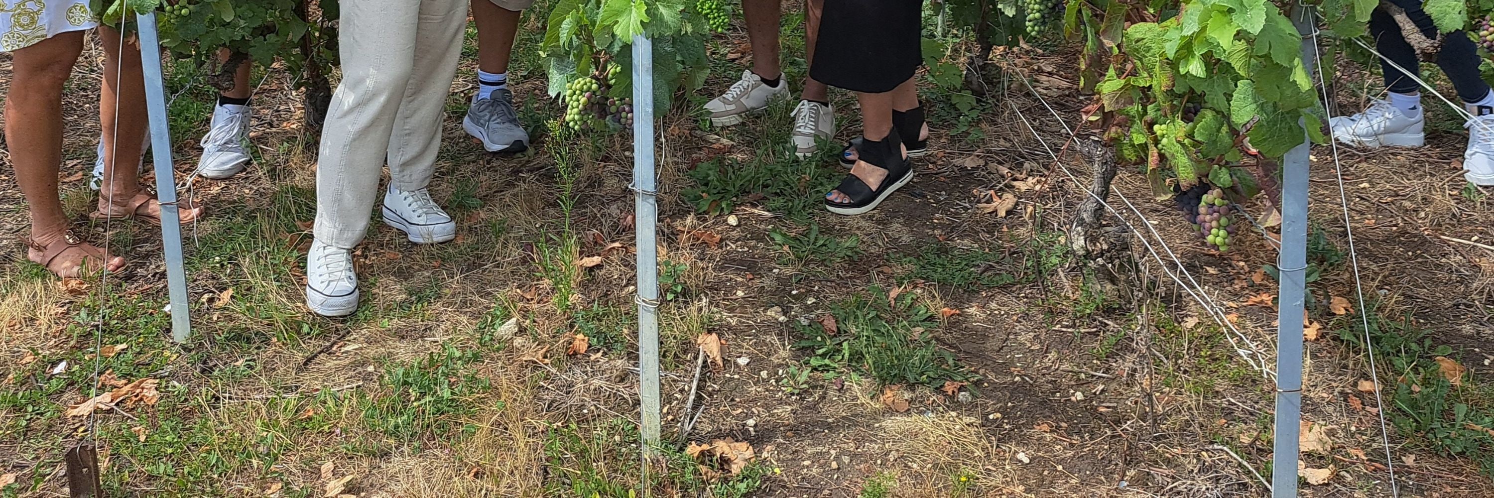 正宗香檳之旅：3個酒莊，10次品嚐和午餐
