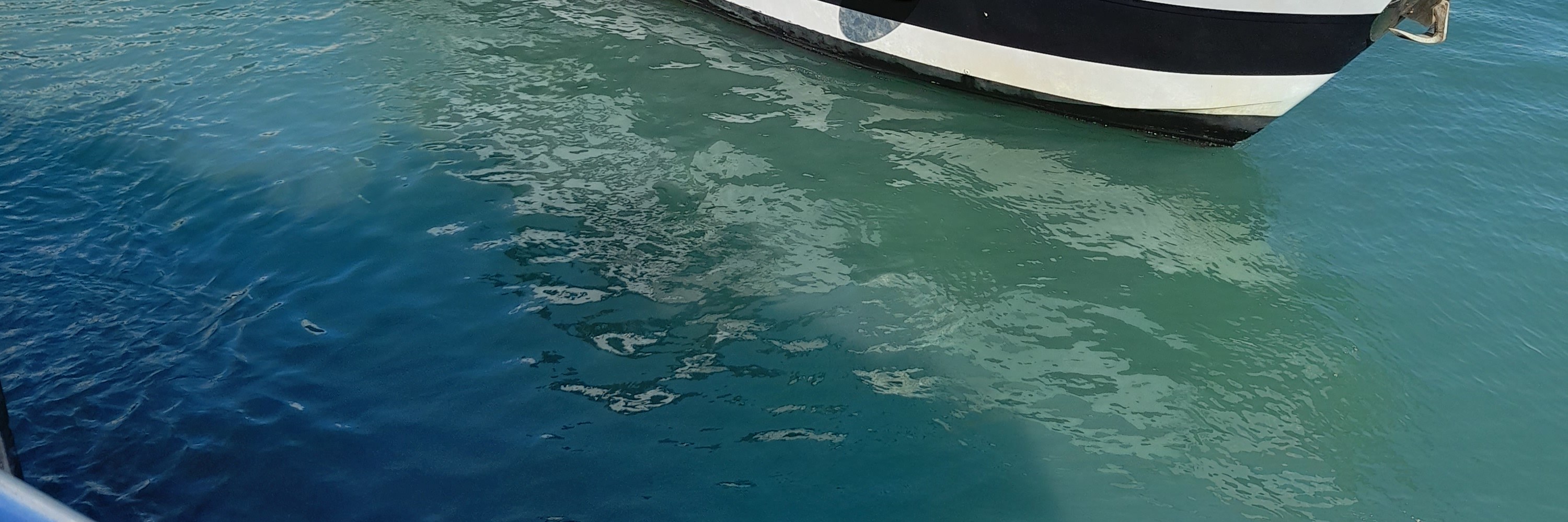 【生態遊】中華白海豚觀賞之旅