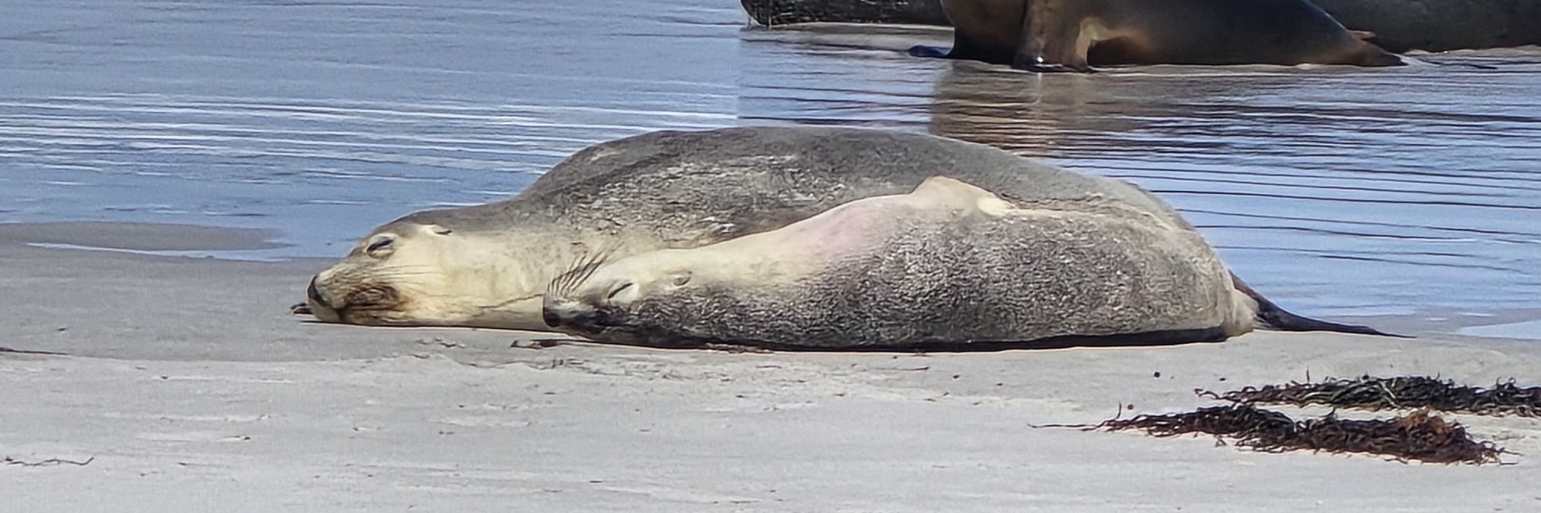 2 天袋鼠島野生動物探險