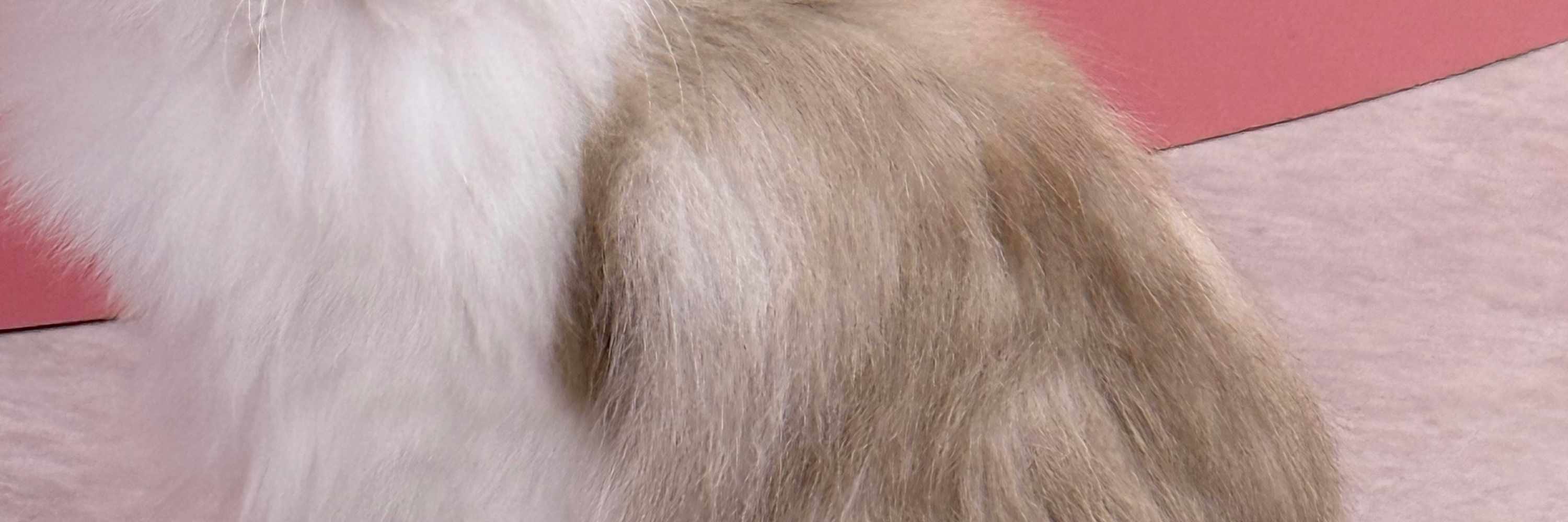 犬山貓咪咖啡館