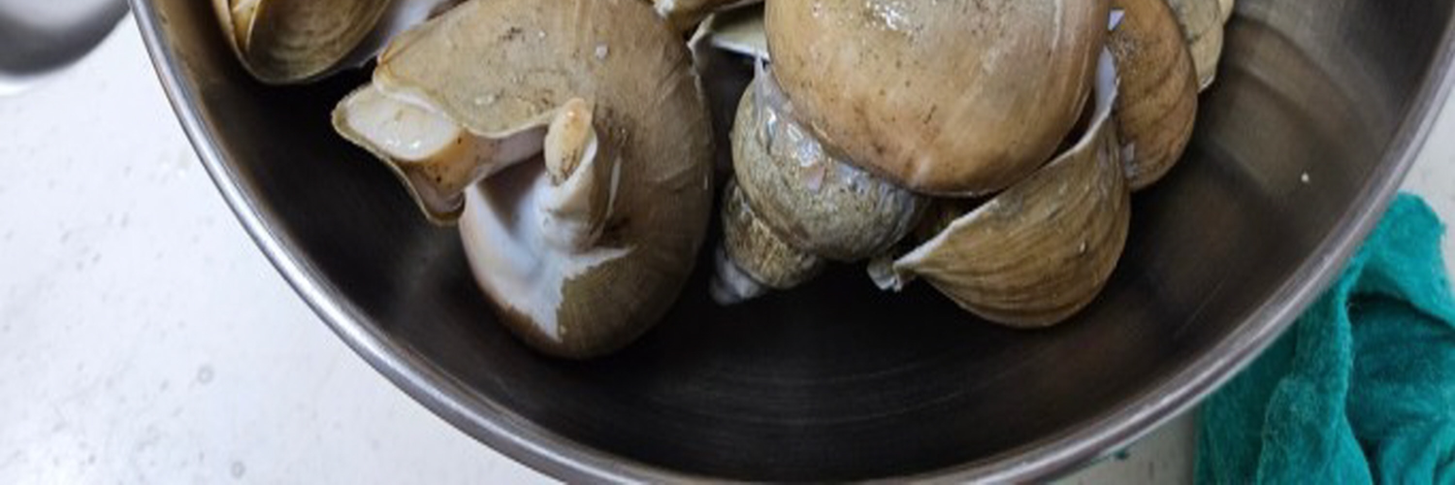Marinated Sea Snail by Soy sauce