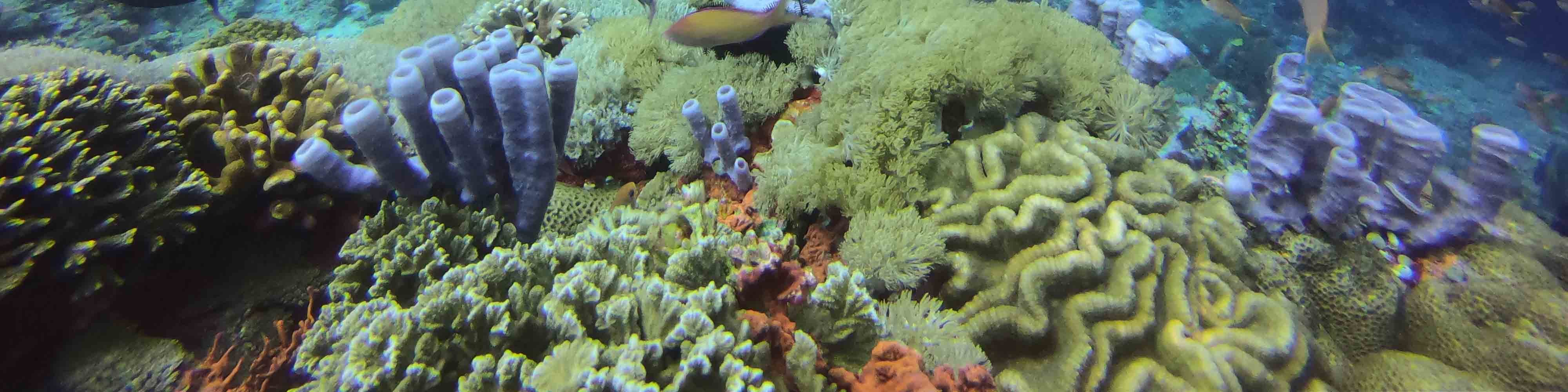 沙努爾的水上門戶：PADI 5* 潛水中心的開放水域潛水員