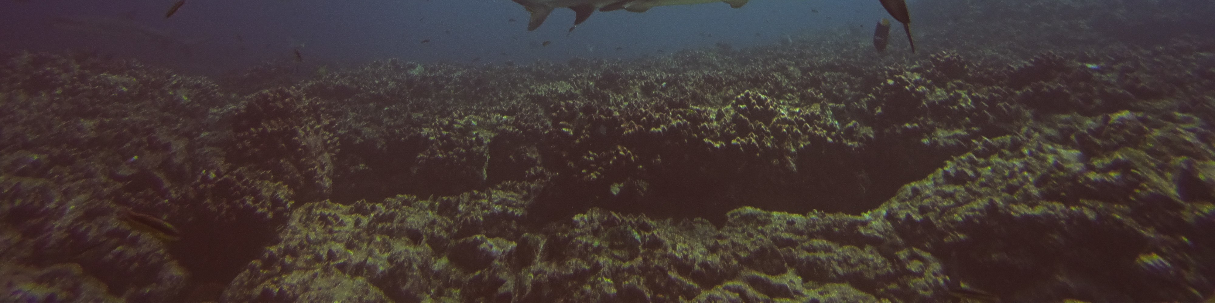 Full-Day Snorkelling Trip