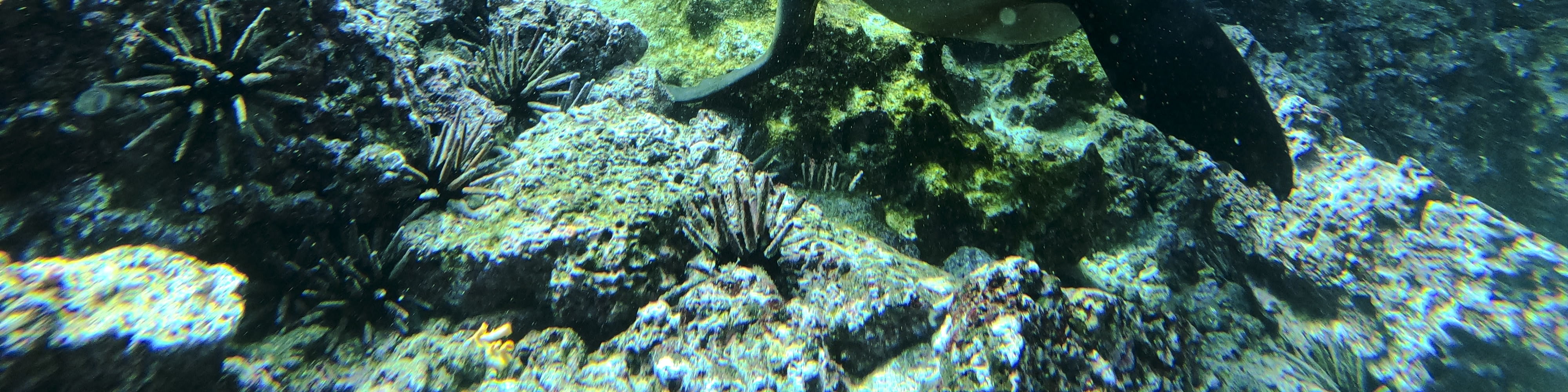 Full-Day Snorkelling Trip