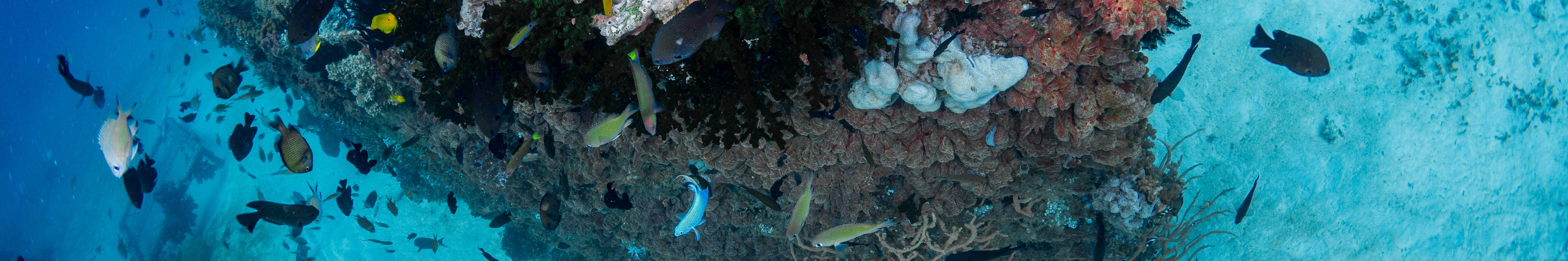 峇里島 PADI 潛水中心進階開放水域潛水員課程