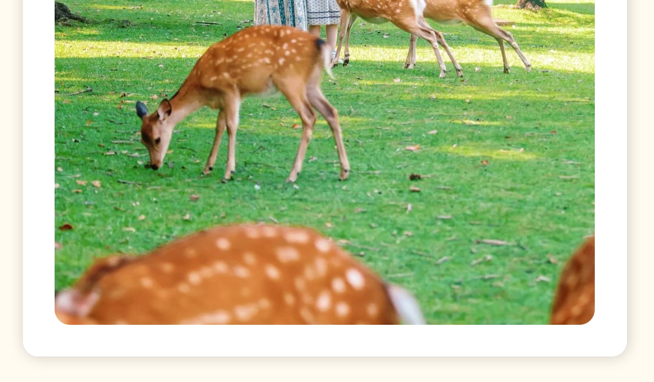 這是以鹿為靈魂的城市。在奈良公園，與數千只野生萌鹿親密接觸，餵食、拍照，感受它們溫順的眼神和親人的姿態，團隊會安排鹿餅給各位貴賓餵食小鹿。