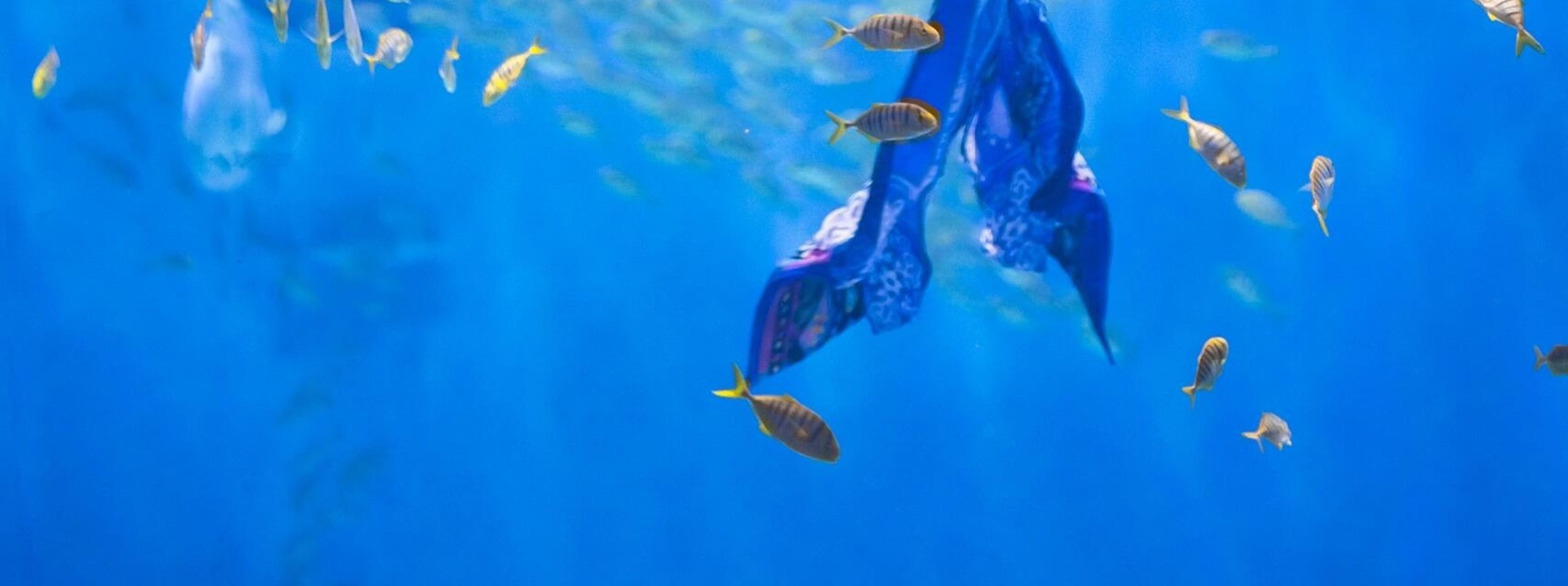Mermaids shuttle through schools of fish, and at Haichang Ocean Park, they go on a date with a real-life "Mermaid Fairy Tale"