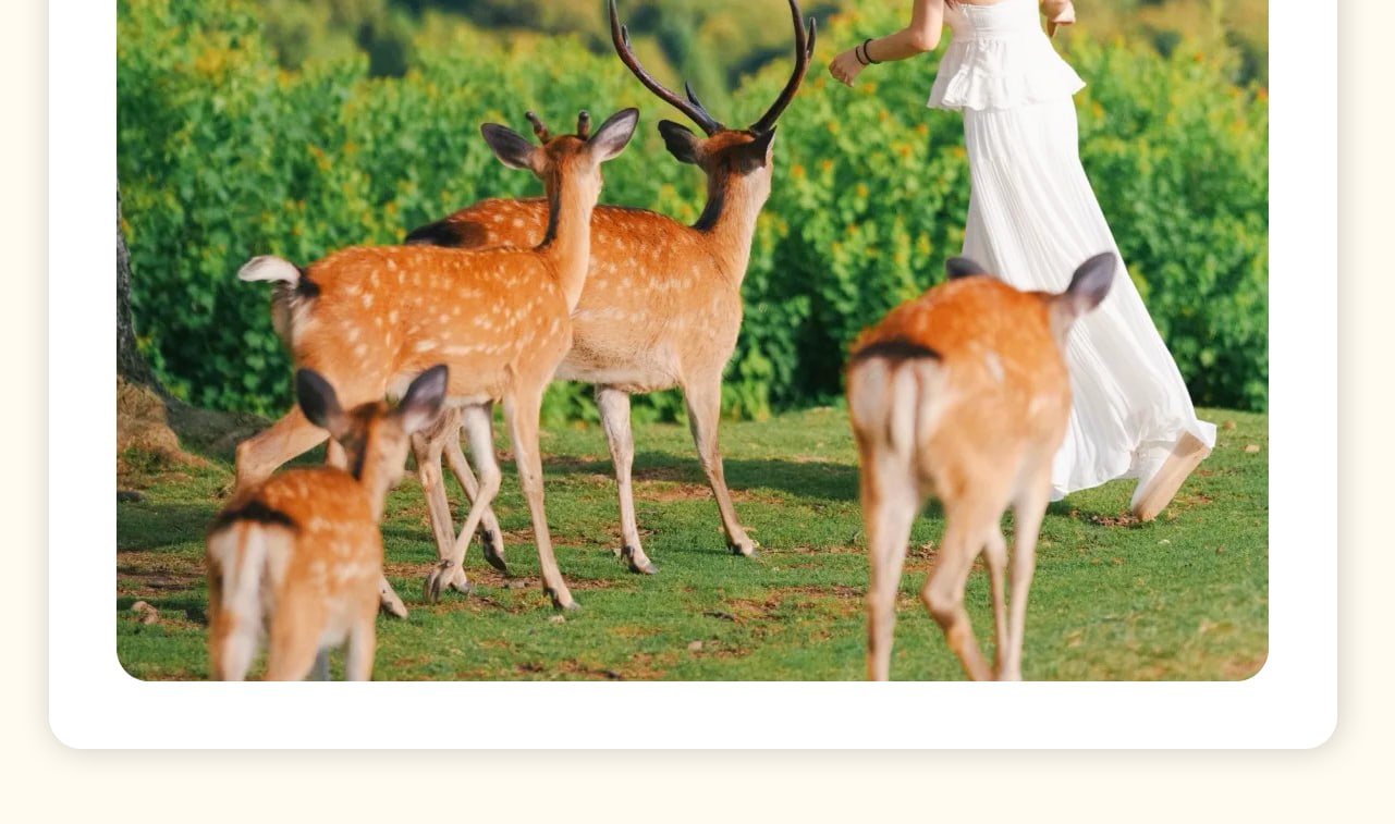 奈良公園是一座與自然和諧共生的歷史公園。公園內綠意盎然,還棲息著上千只可愛的梅花鹿。遊客可以餵食小鹿,感受人與動物親密接觸的樂趣,體驗日本傳統文化的魅力。 奈良公園是一座與自然和諧共生的歷史公園。公園內綠意盎然,還棲息著上千只可愛的梅花鹿。遊客可以餵食小鹿,感受人與動物親密接觸的樂趣,體驗日本傳統文化的魅力。