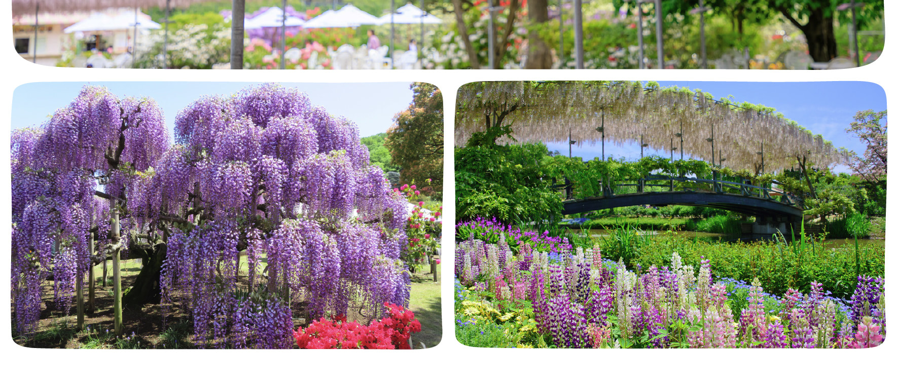 季節限定: 國營常陸海濱公園 & 足利花卉公園一日遊 (東京出發)