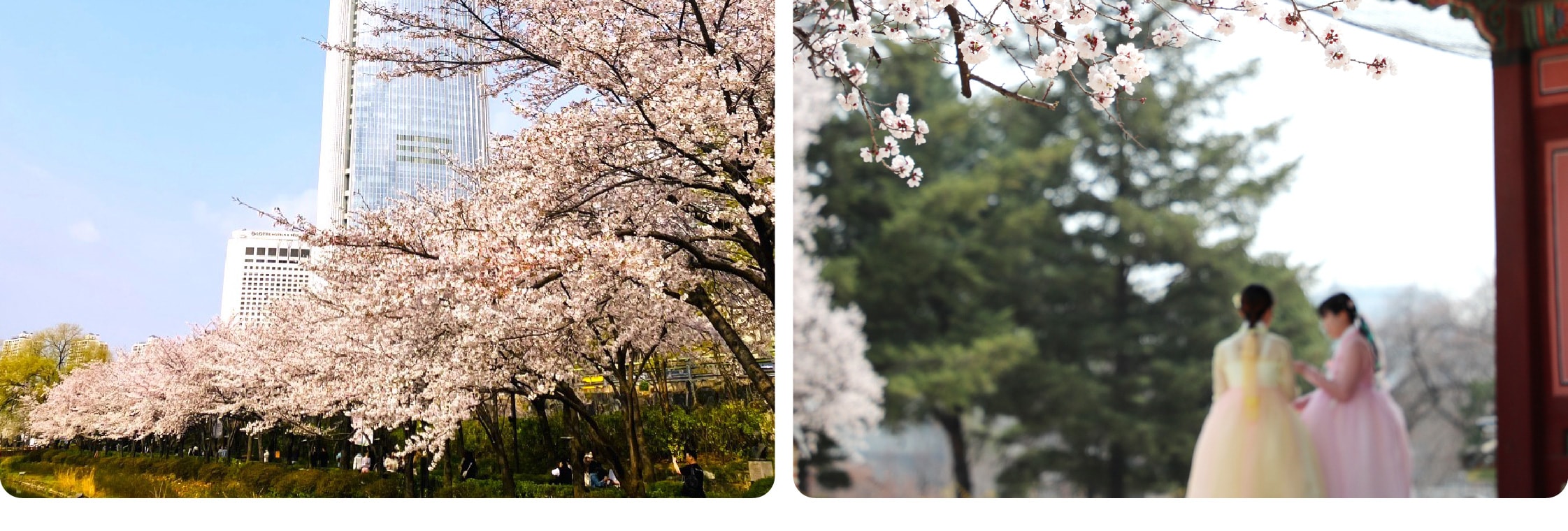 [盲盒櫻花團]浪漫追櫻 & 春季賞花一日遊（首爾出發）
