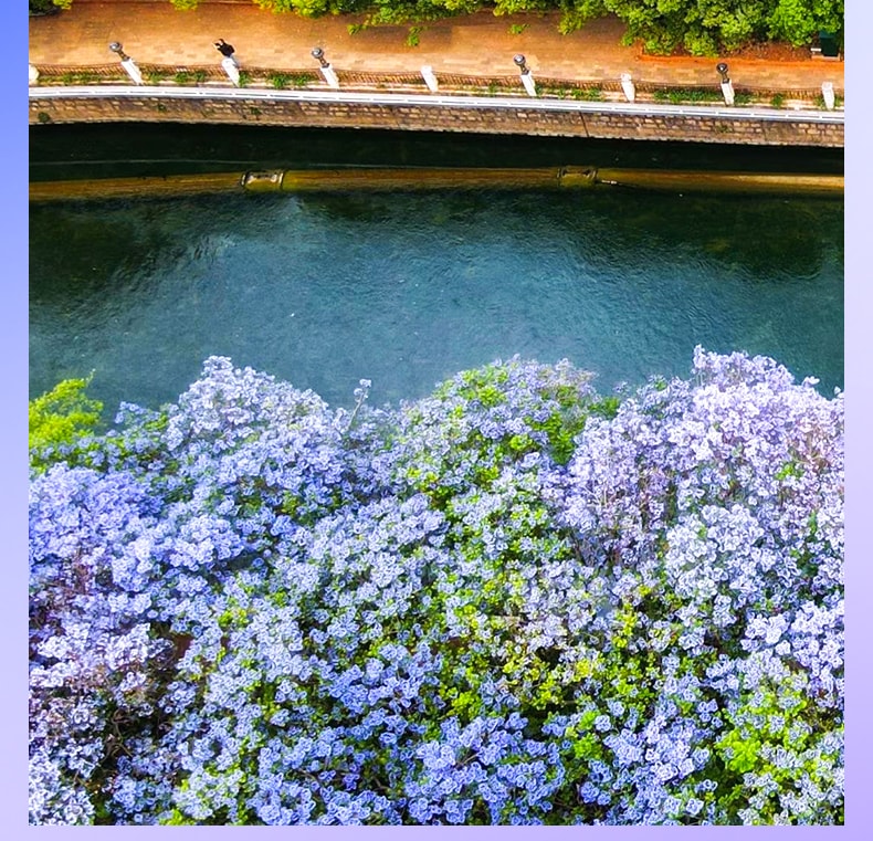 雲南昆明藍花楹與蒼洱瀘沽｜7天6晚2~7人小團（昆明+藍花楹+大理洱海+瀘沽湖+瀑布溫泉+西昌藍花楹+元謀土林）