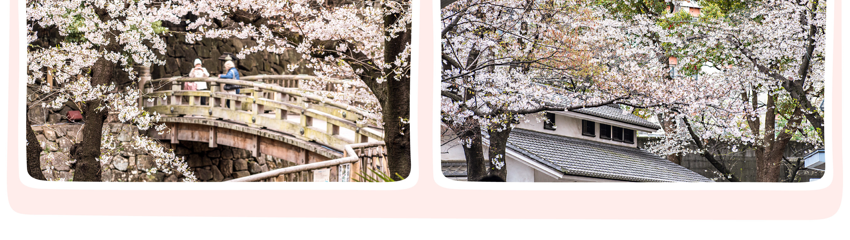 東京櫻花特輯：昭和紀念公園/六義園/飛鳥山