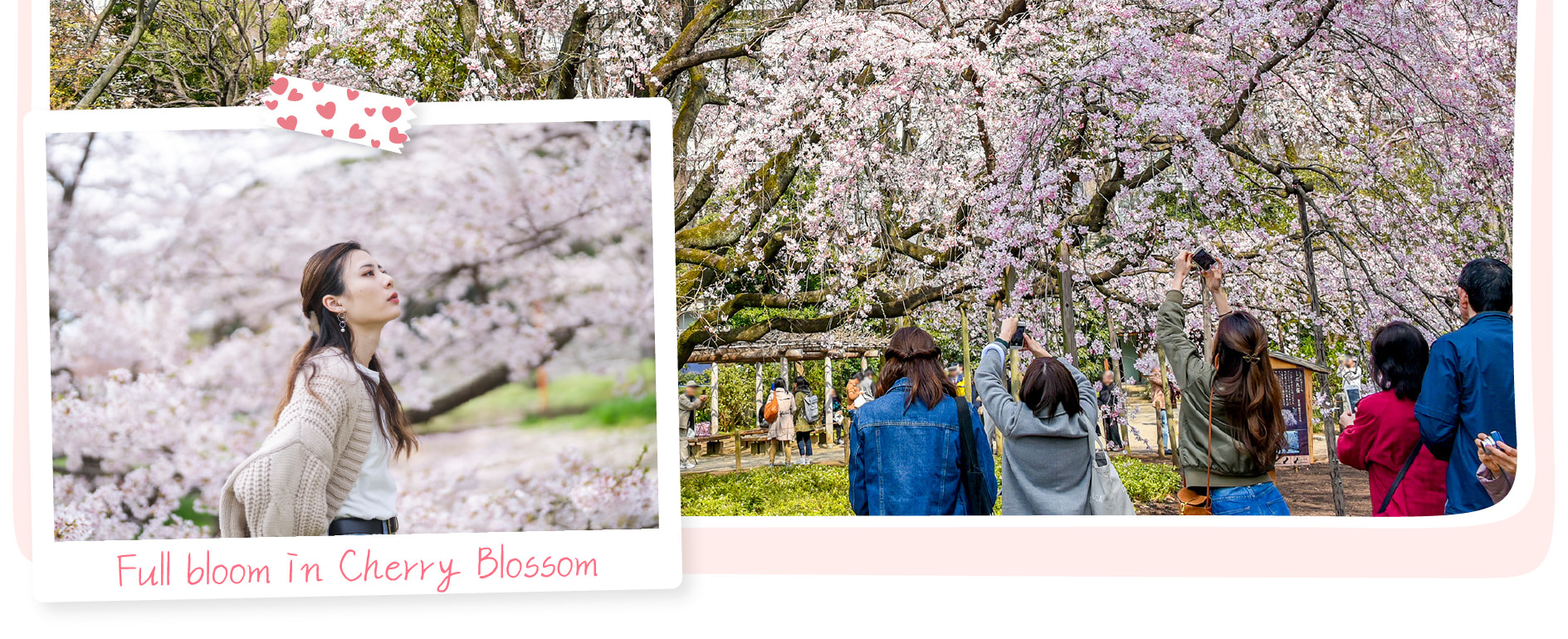 東京櫻花特輯：昭和紀念公園/六義園/飛鳥山