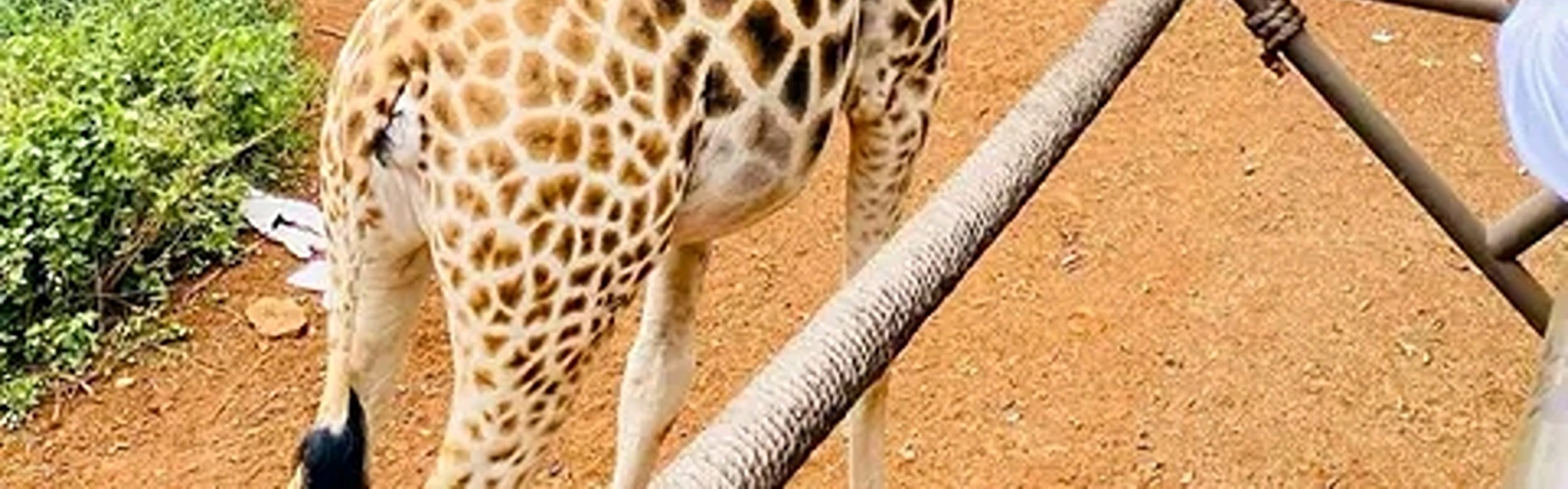 Mombasa: Giraffes Feeding Experience At Haller Park. 
