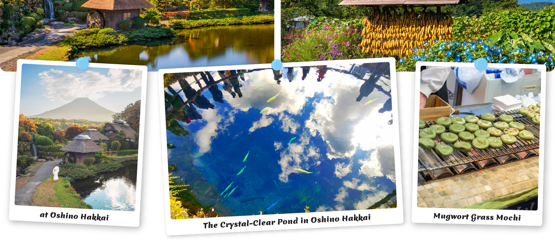 探索忍野八海,一個寧靜的村莊,位於富士山附近,以其清澈的泉水池塘和傳統的茅草屋頂景色而聞名。 探索忍野八海,一個寧靜的村莊,位於富士山附近,以其清澈的泉水池塘和傳統的茅草屋頂景色而聞名。